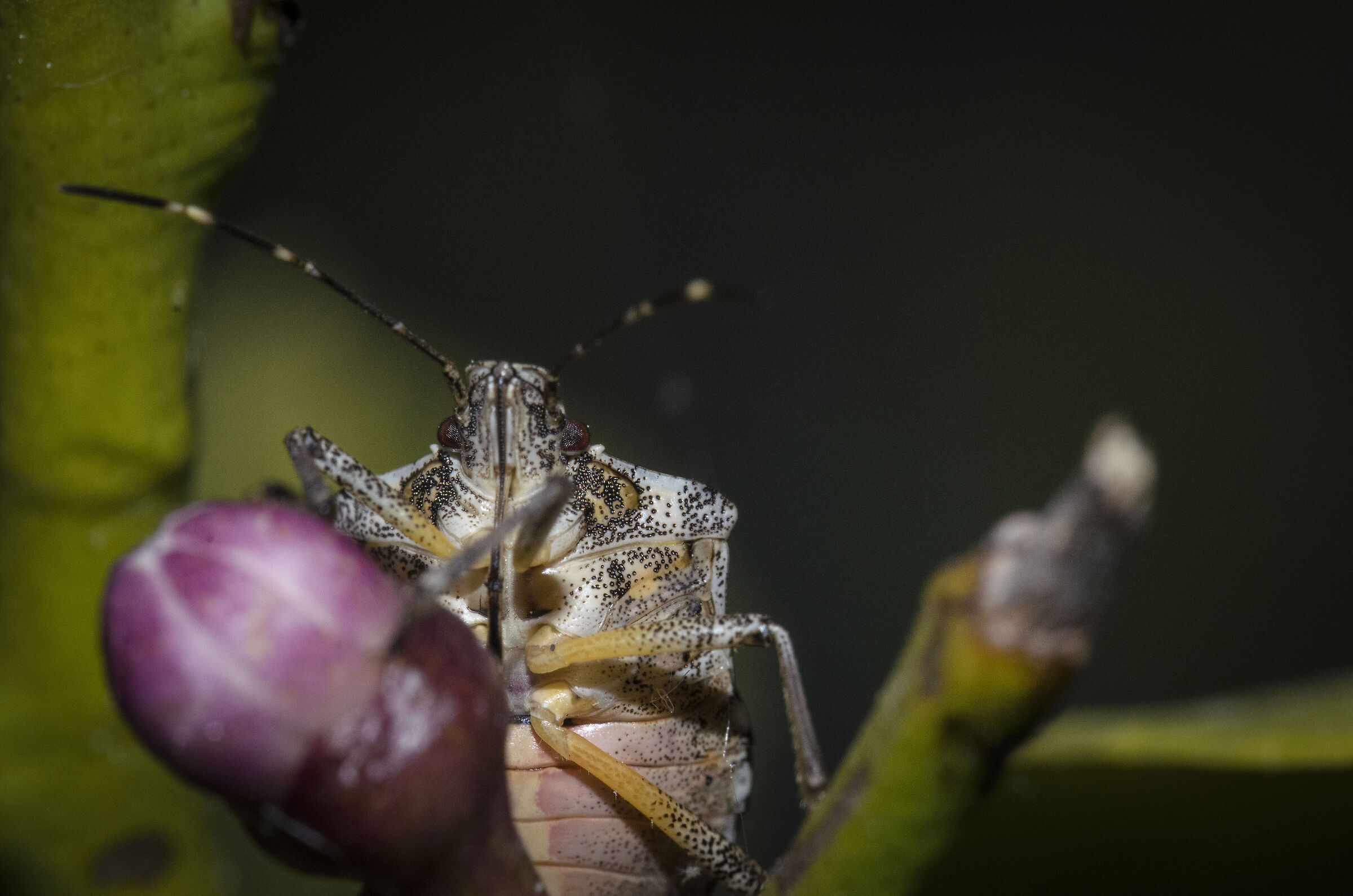Halyomorpha Halys on Lemon Bud