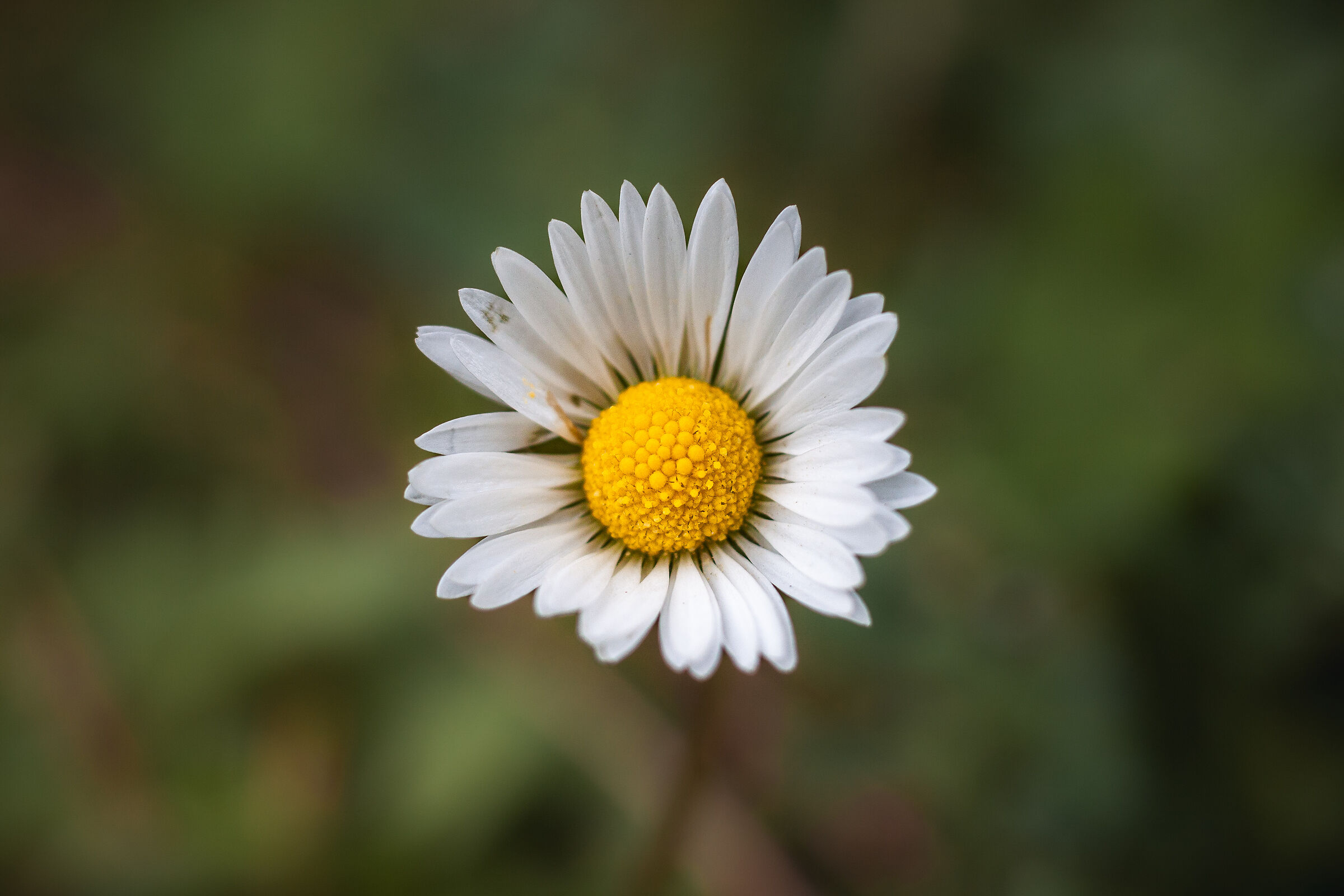 Daisy