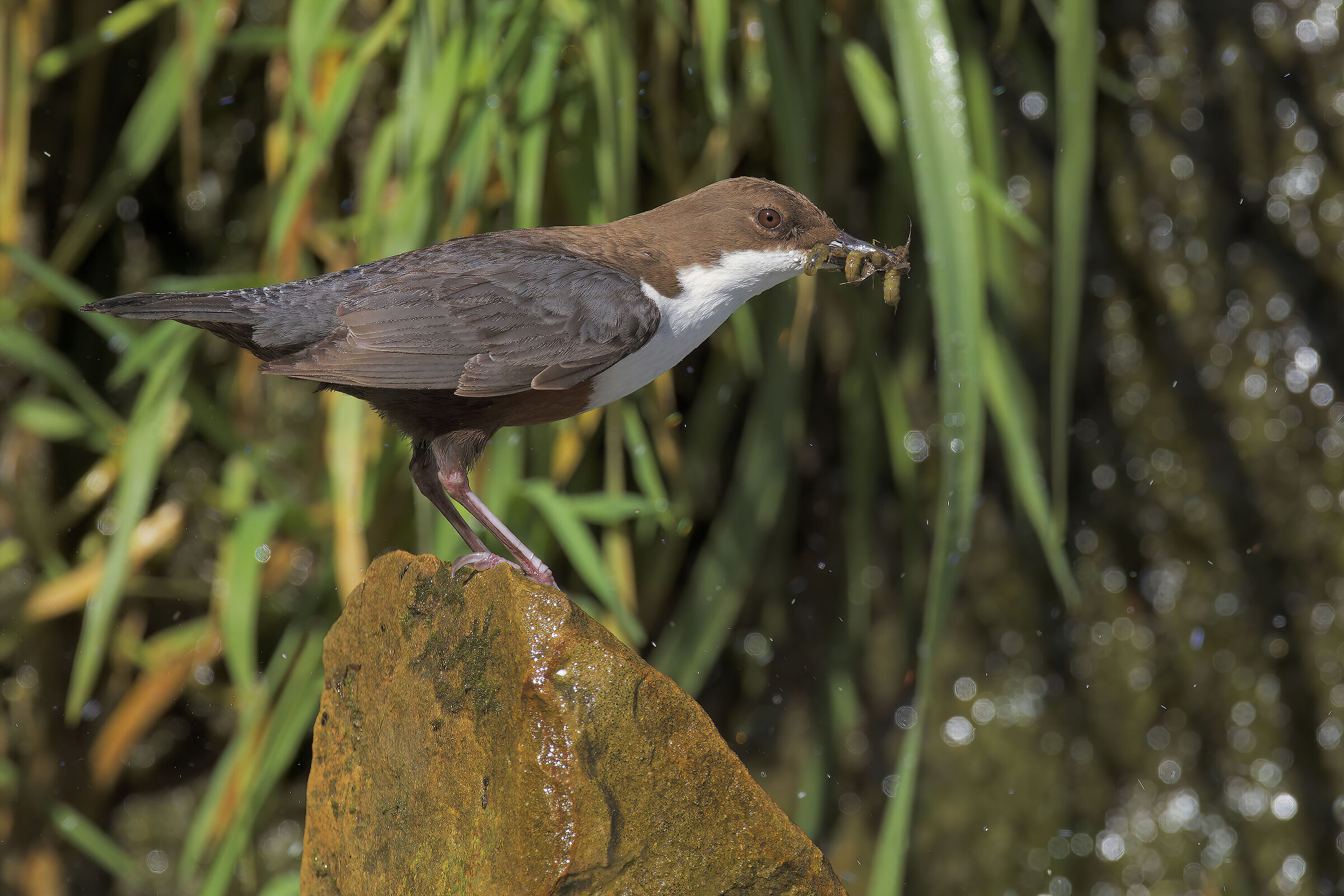 Merlo acquaiolo ambientato