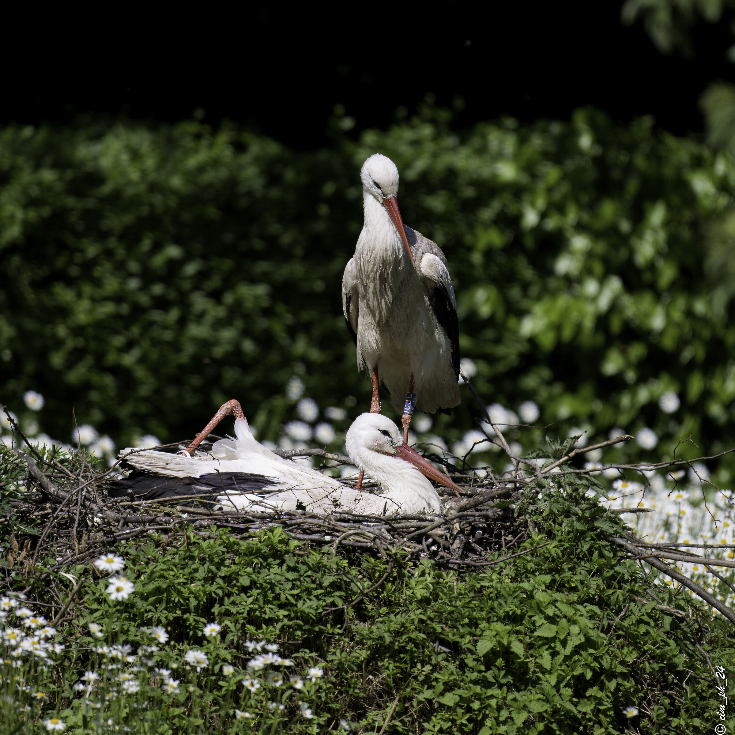 Pair with nest on the ground (she doesn't fly and he feeds h...