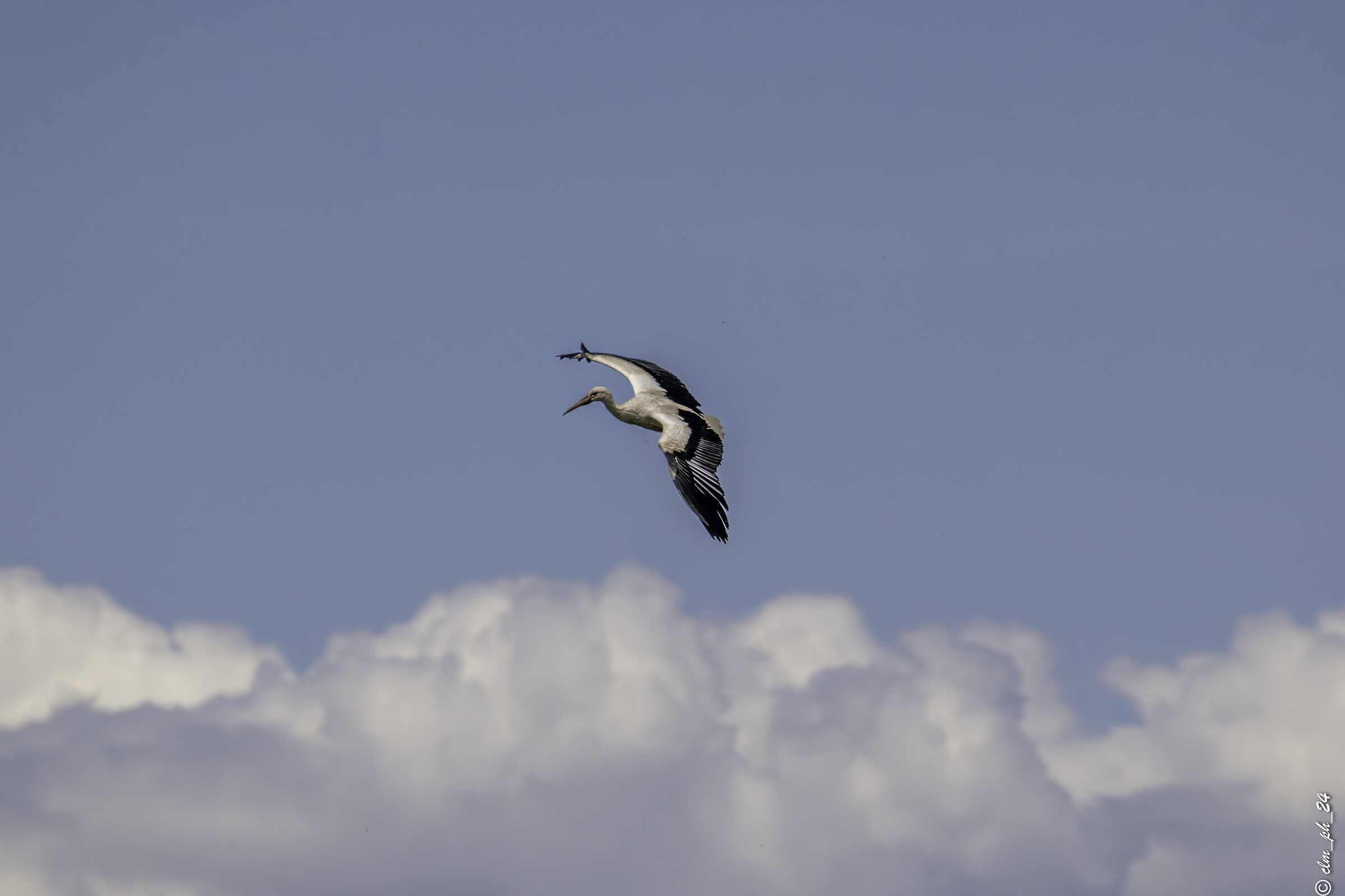 Stork Center of Racconigi