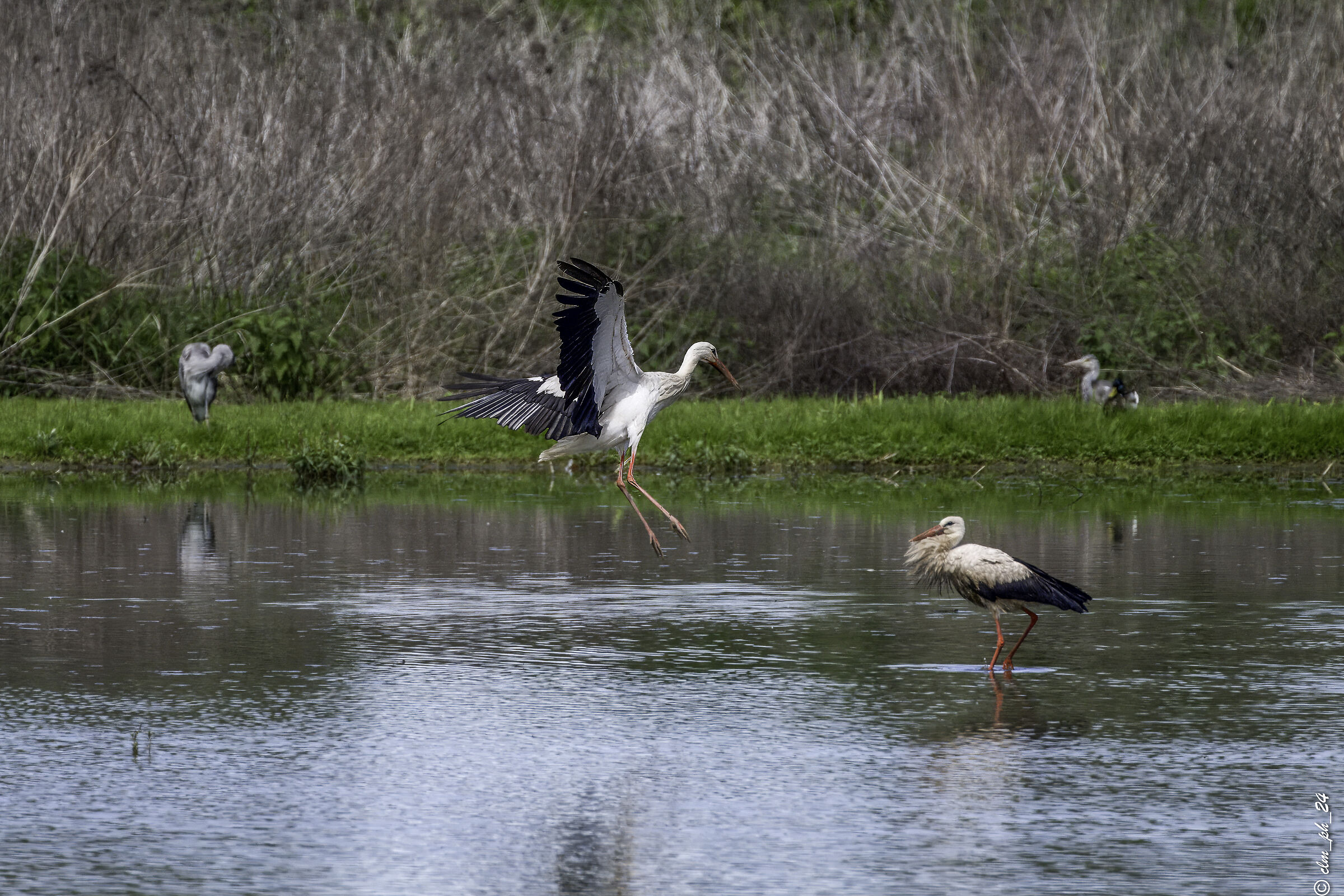 Storks Center of Racconigi storks and herons
