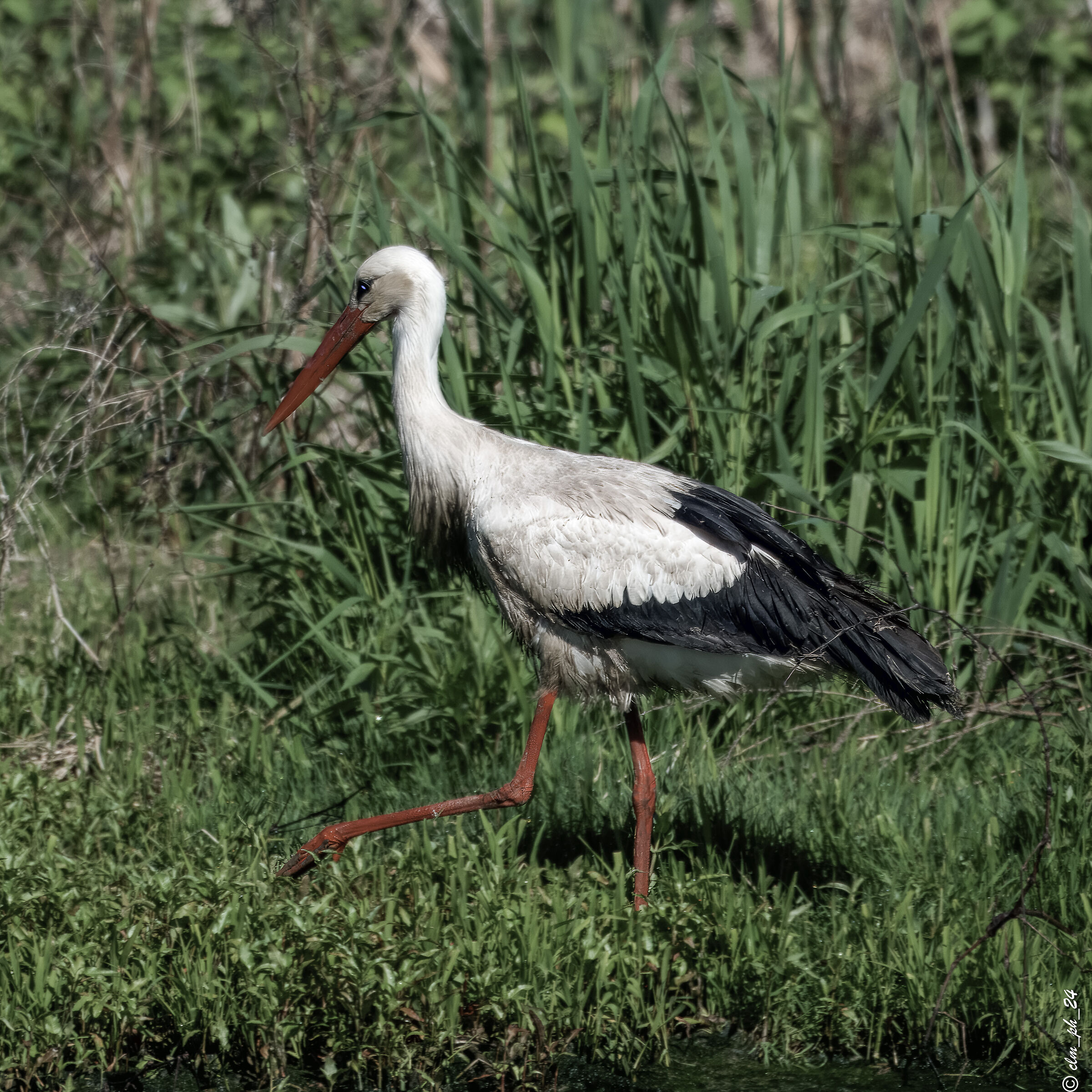 Centro Cicogne di Racconigi in search of nests