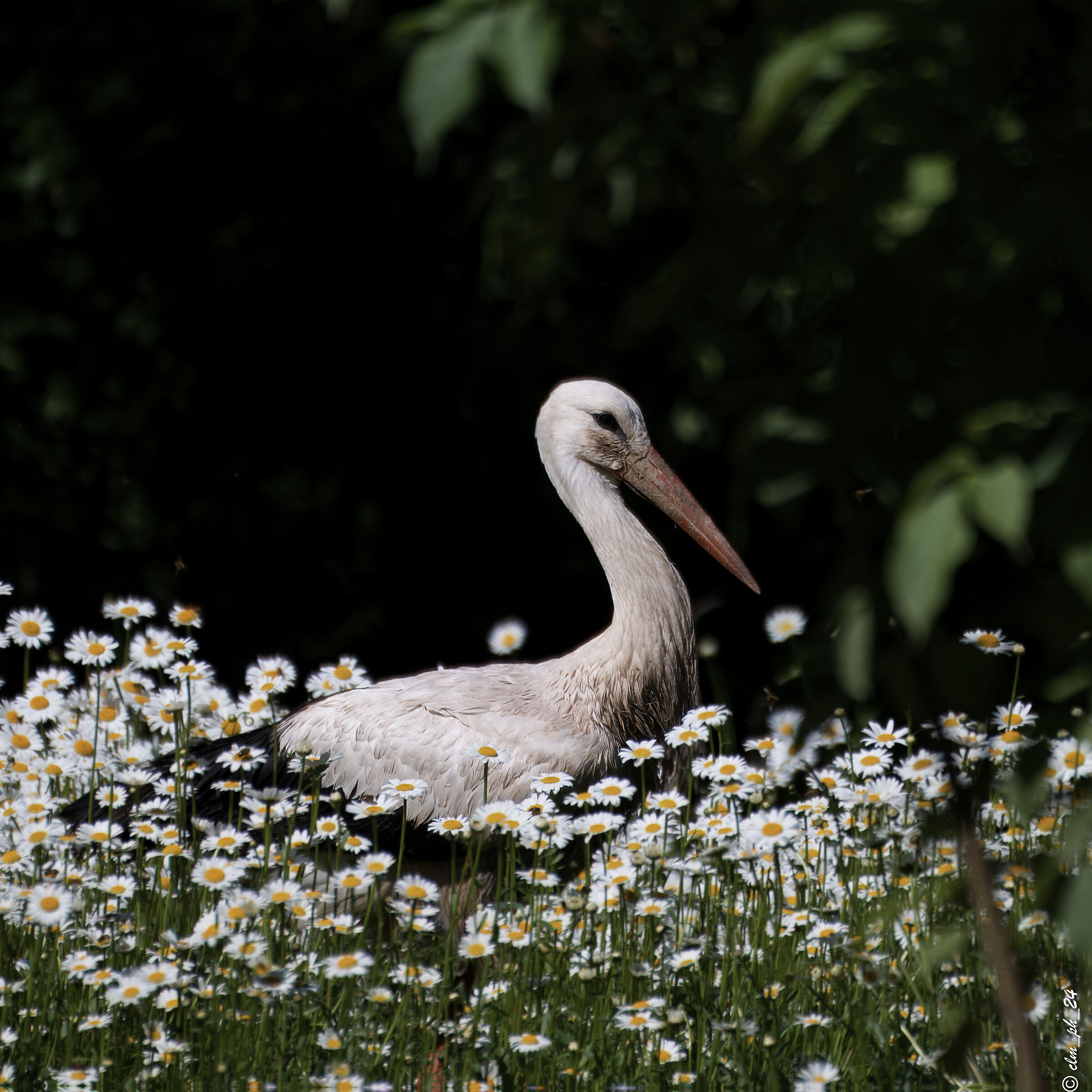 Stork Center of Racconigi