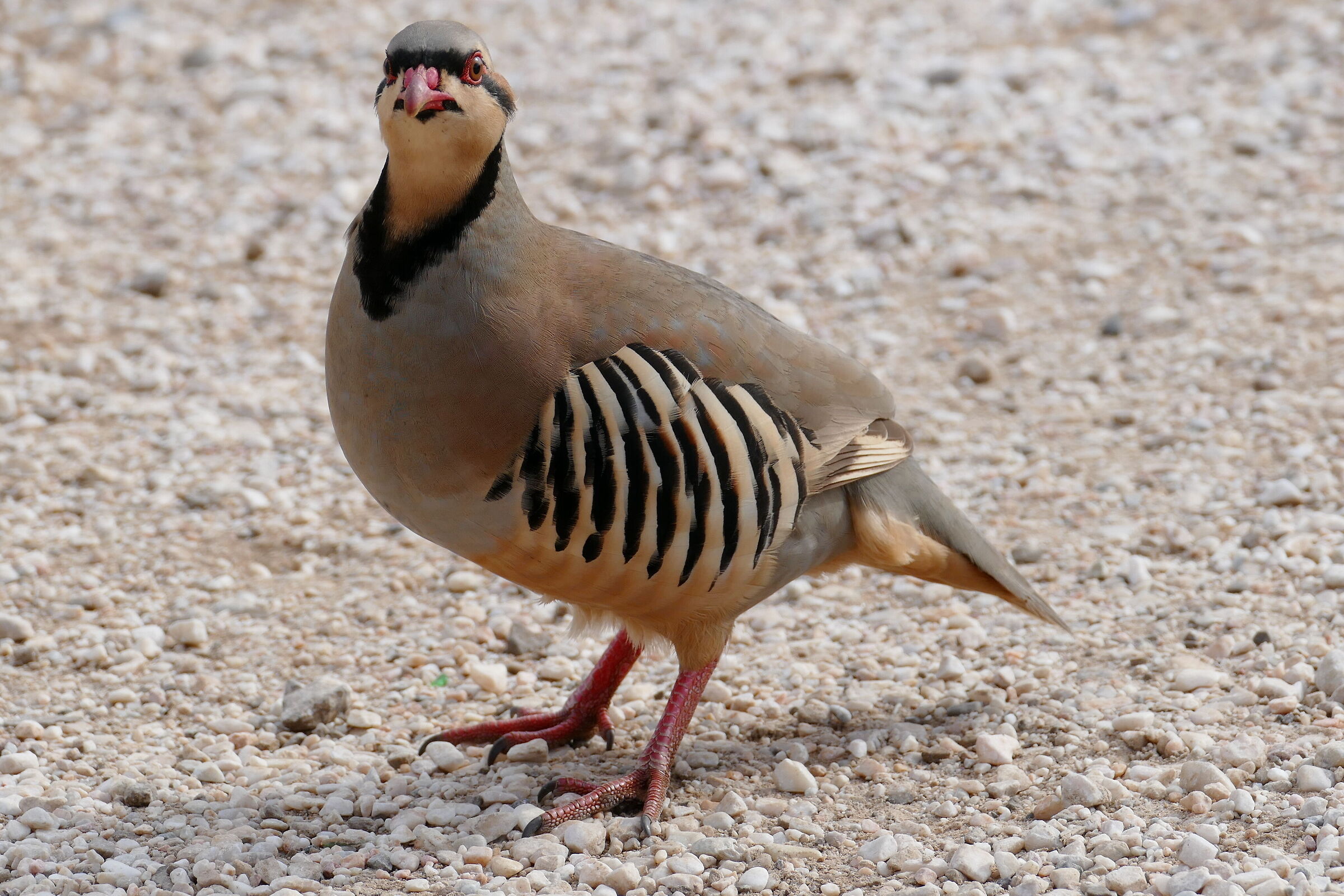 Partridge