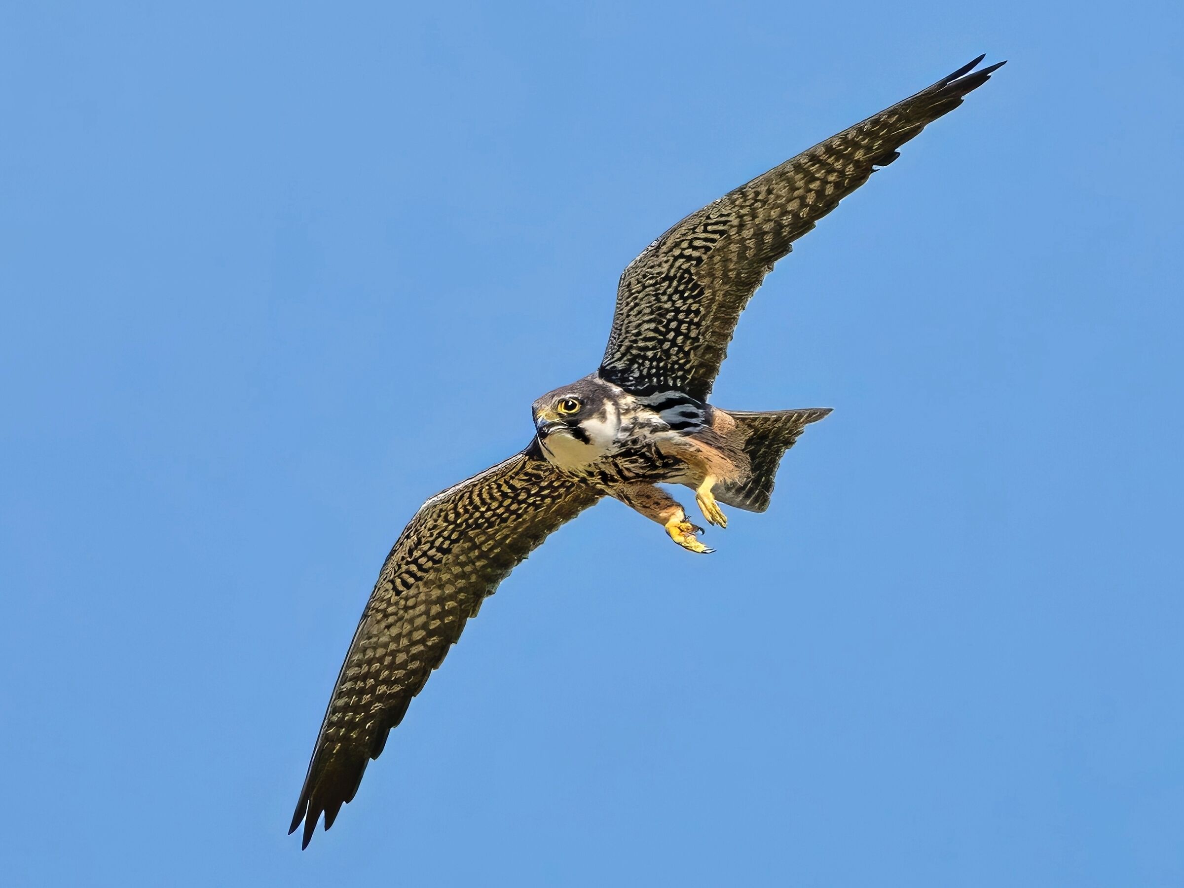 Hobby (Falco subbuteo)