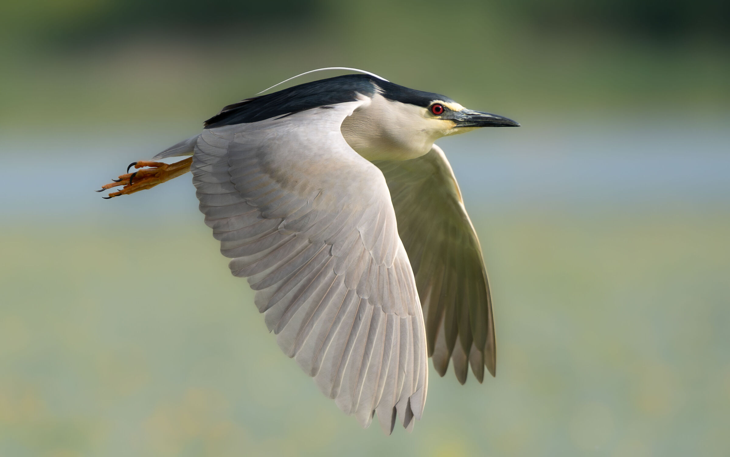 Night Owl in Flight