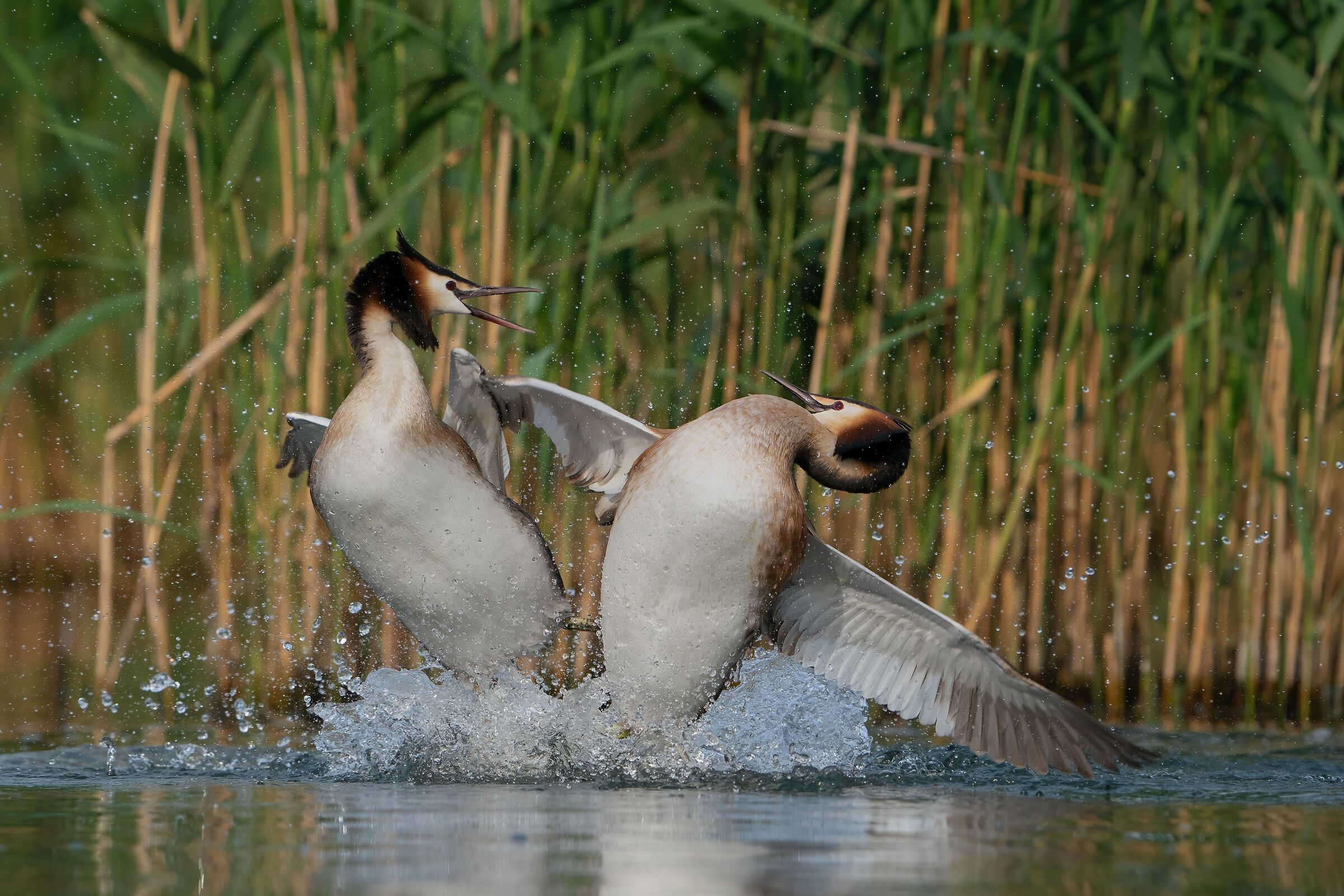 Great crested grebe