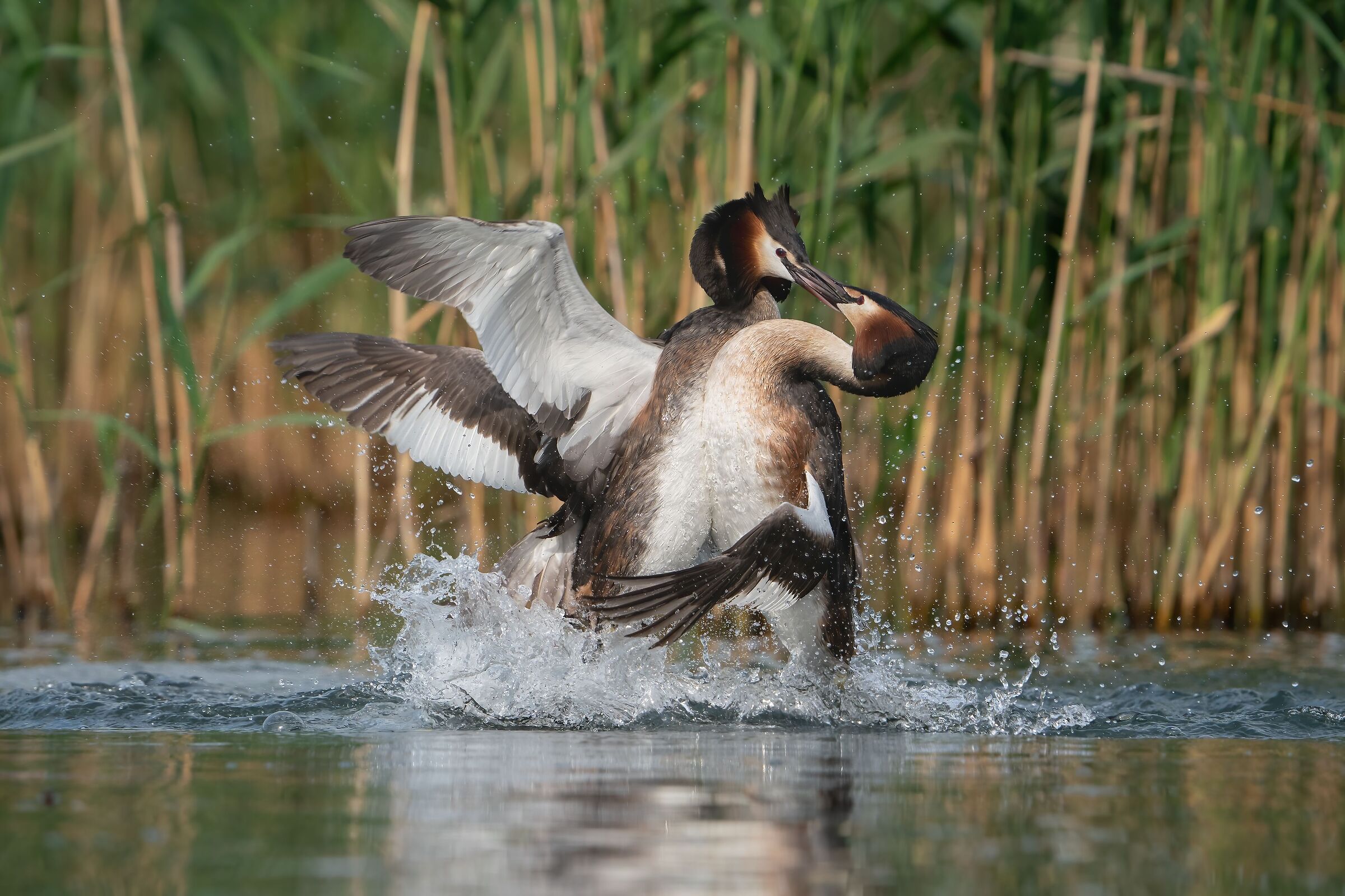 Great crested grebe