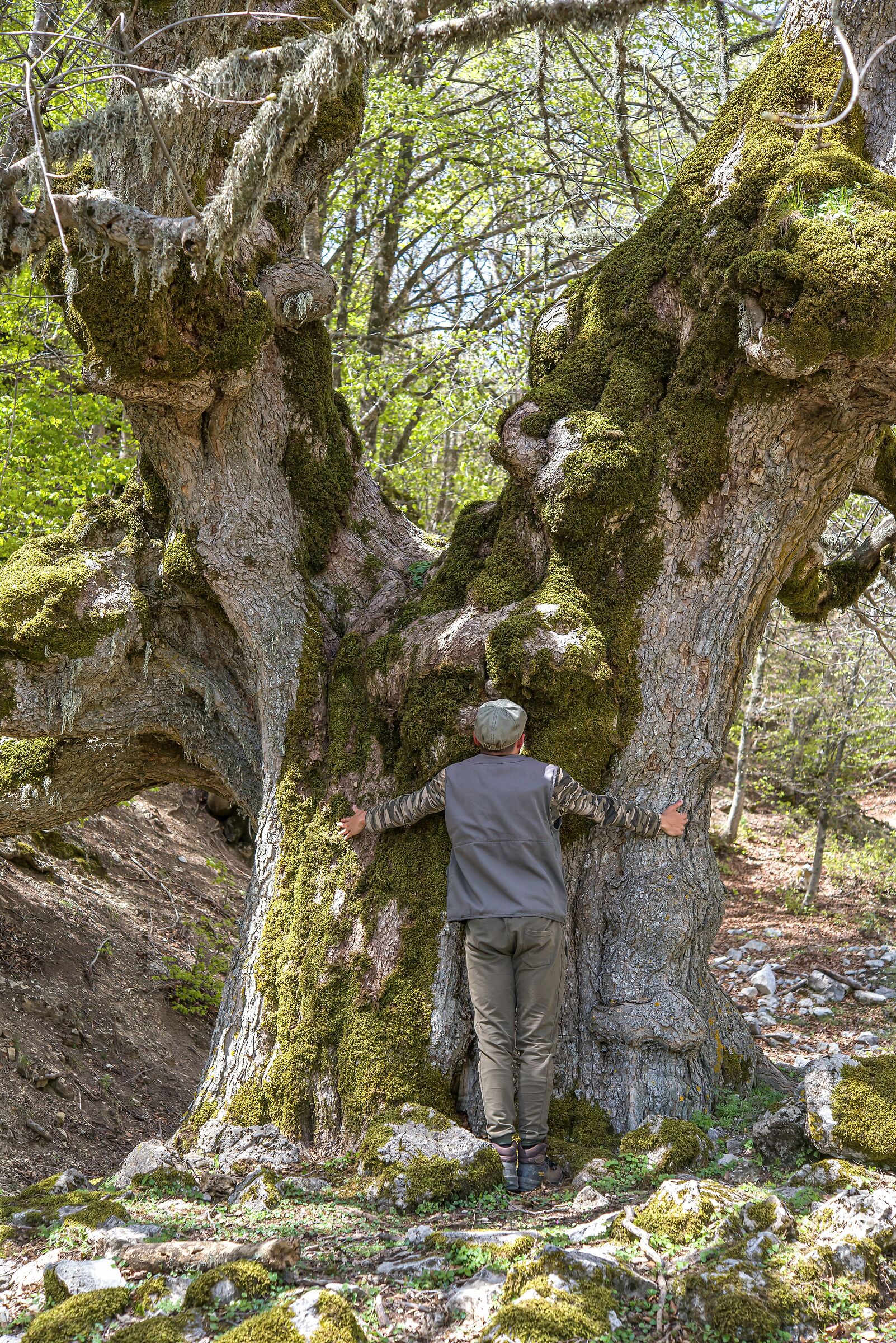 Hugging a centuries-old maple tree