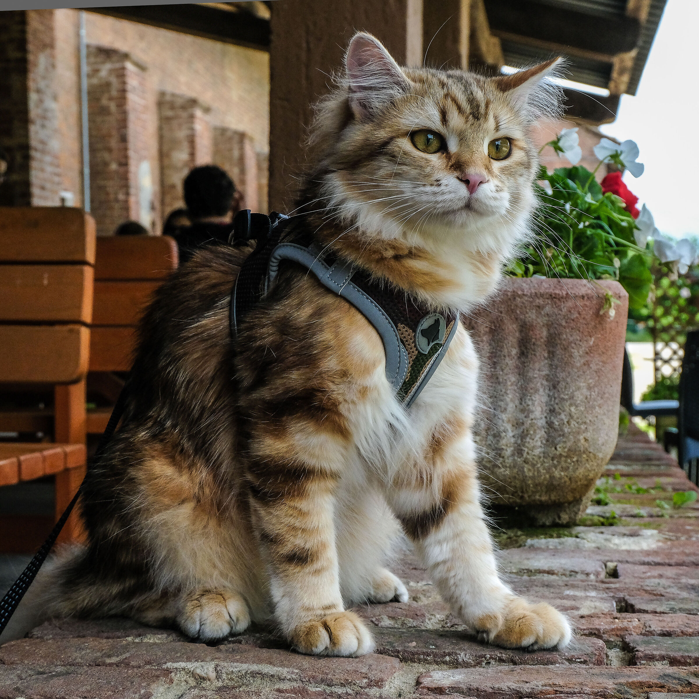 Siberian Cat