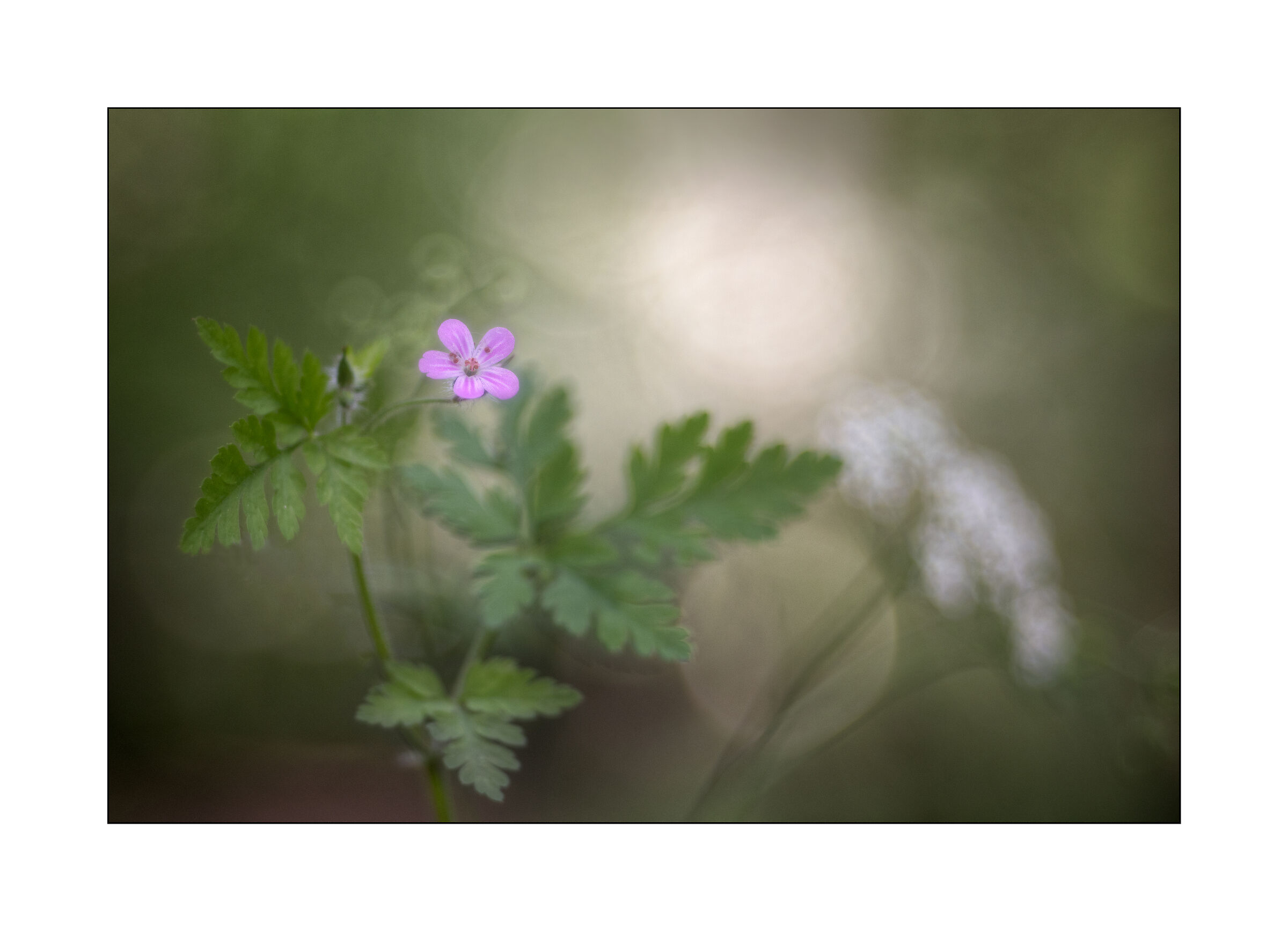 geranium robertianum