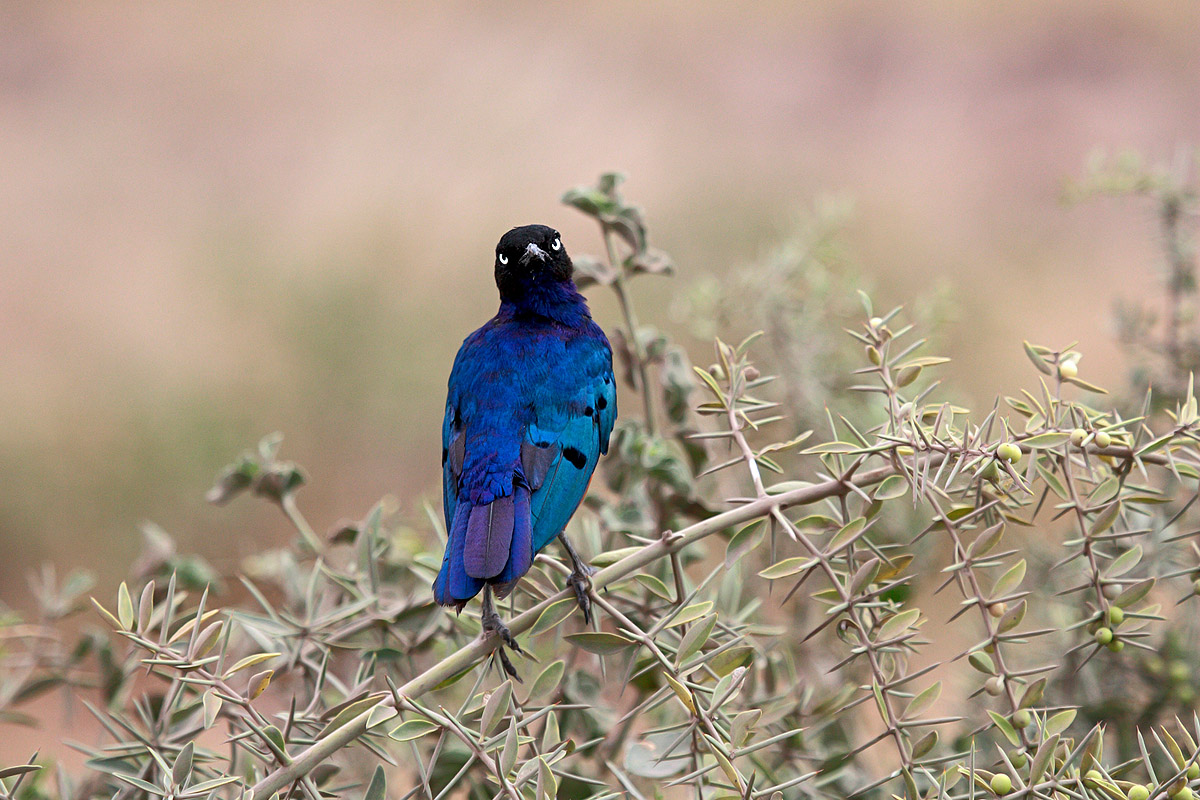 Superb Starling