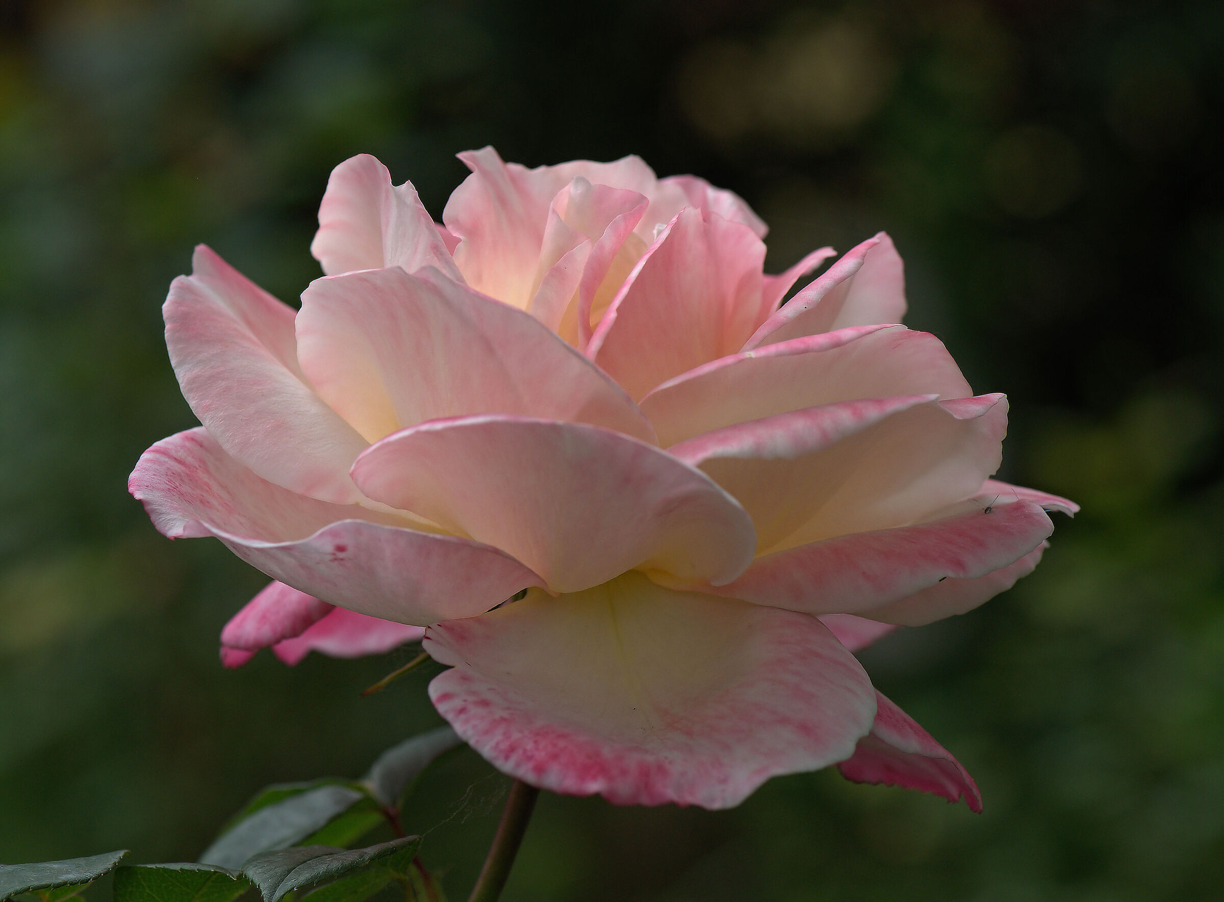 Rosa Laetithia Casta