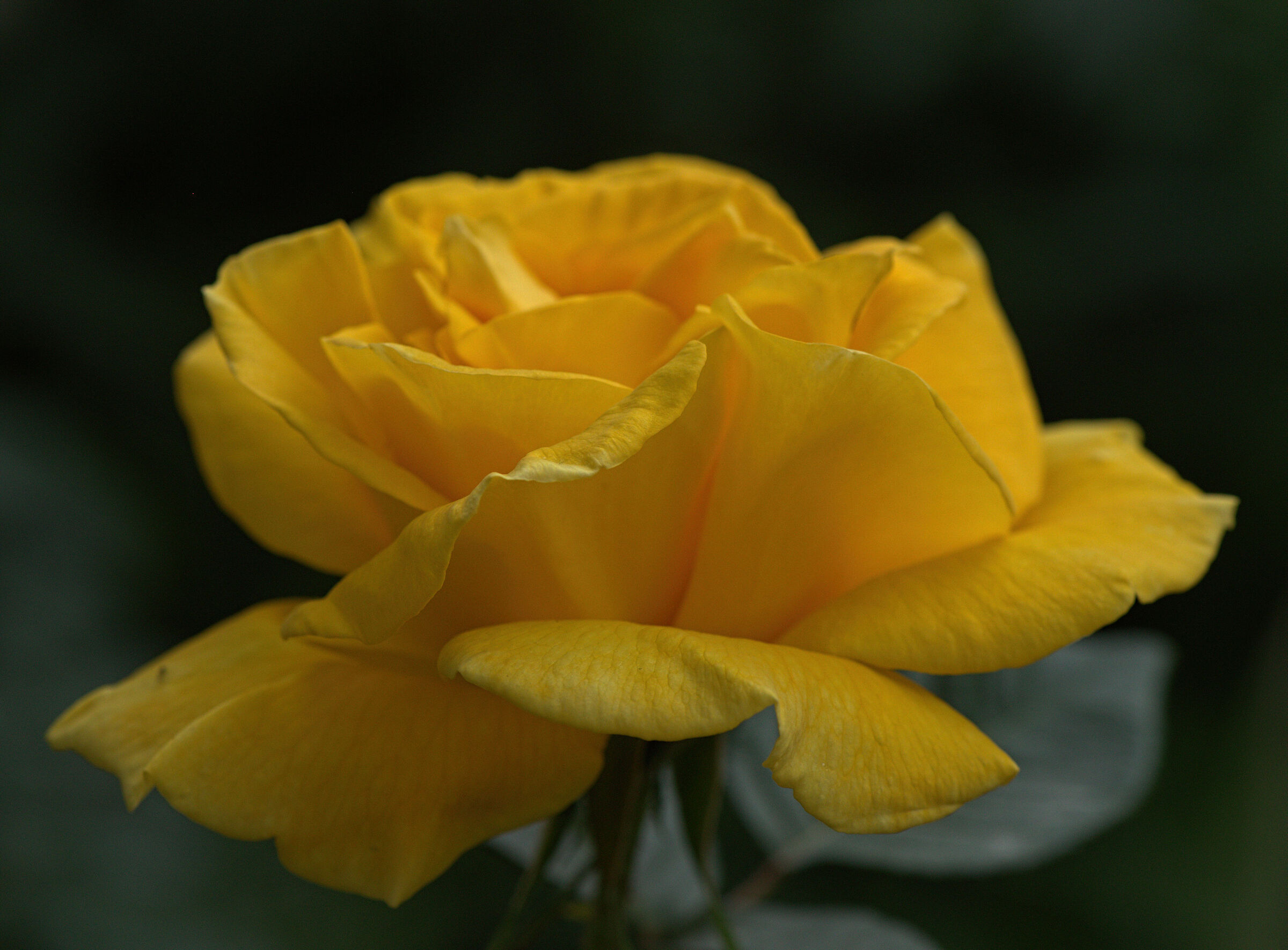 Rosa Gina Lollobrigida