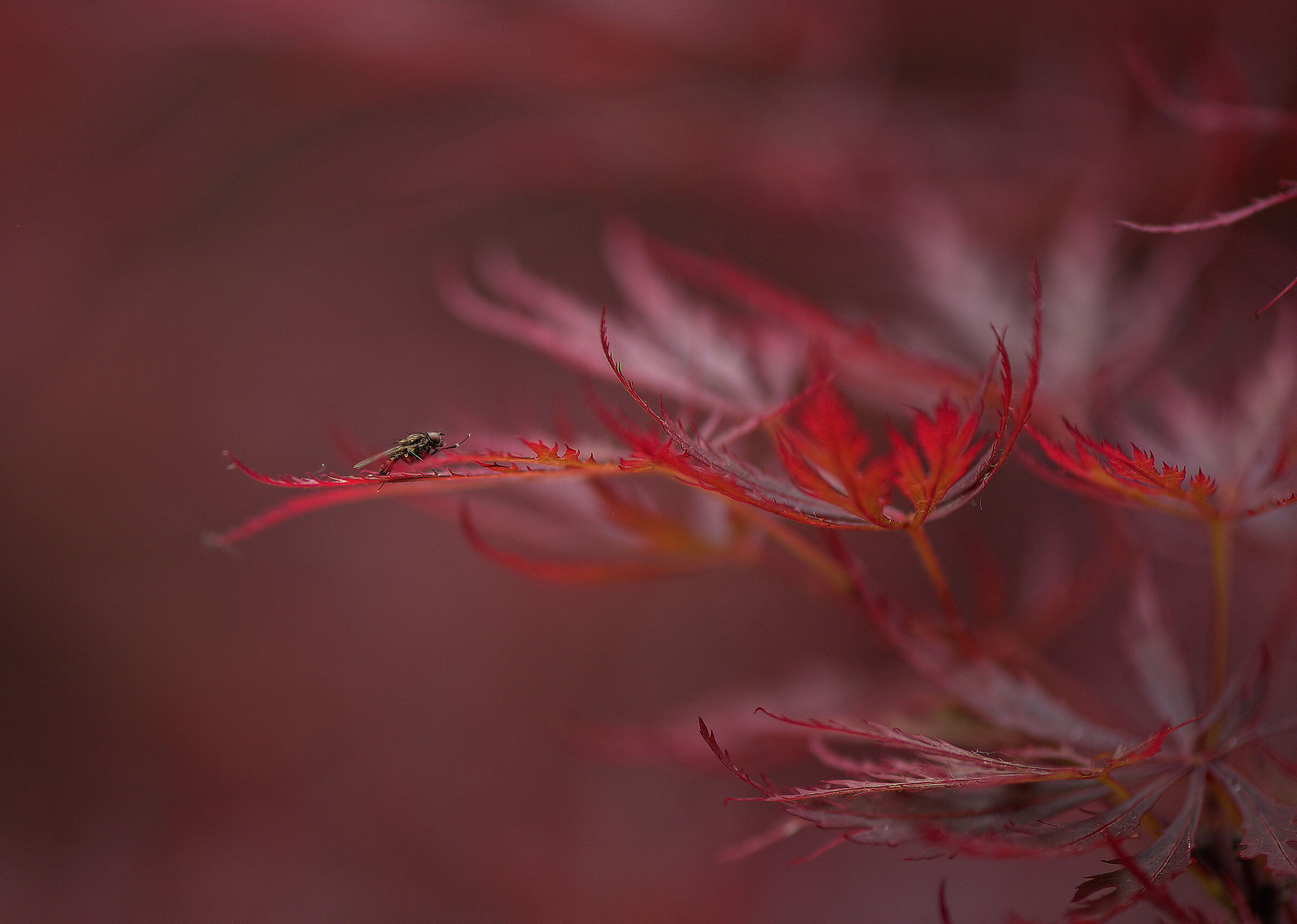 Mosca su acero giapponese