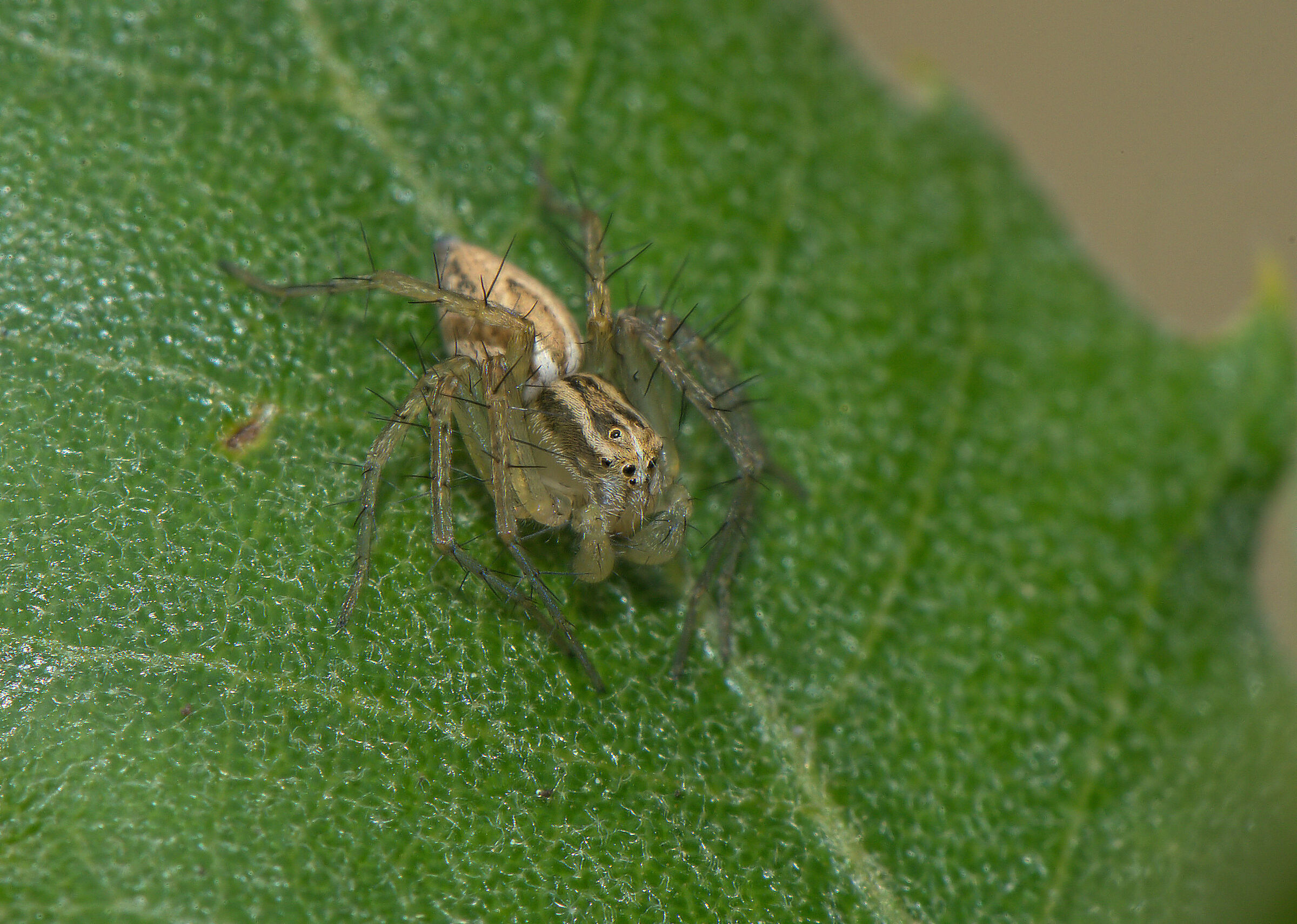 Oxyopes salticus