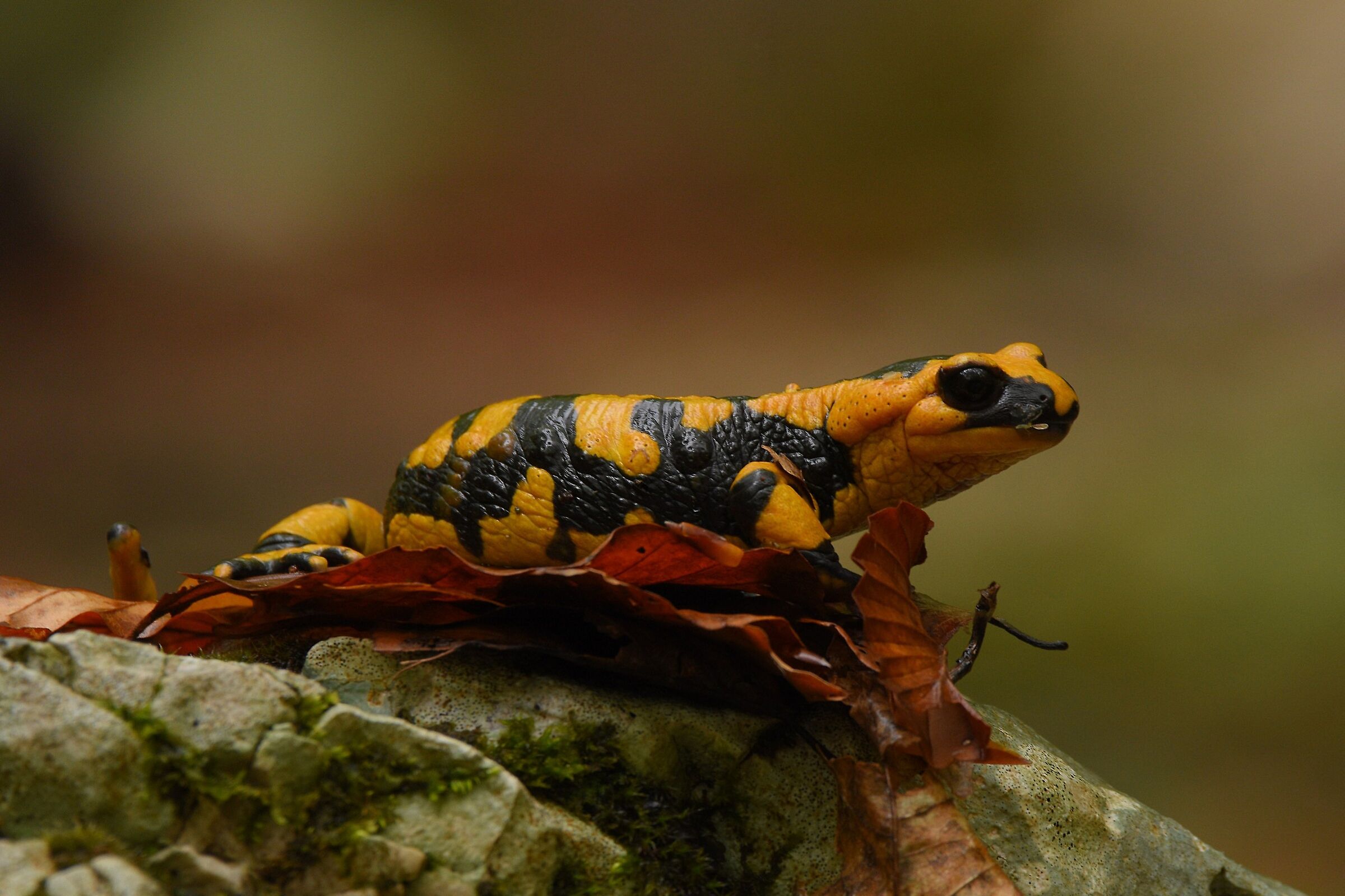 Salamandra pezzata