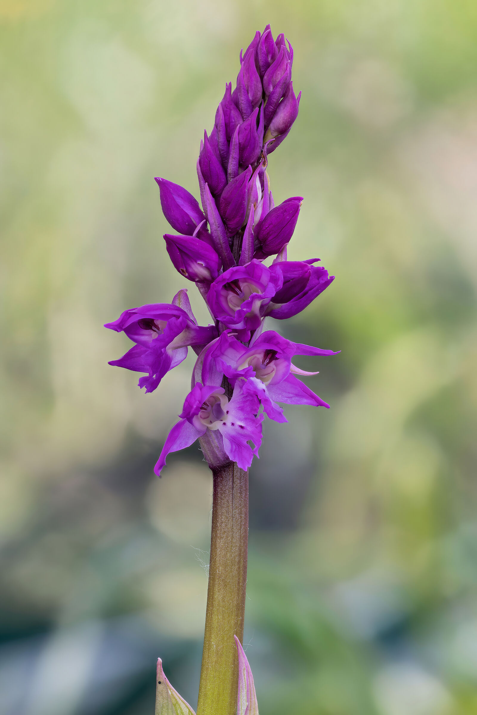 Orchis mascula
