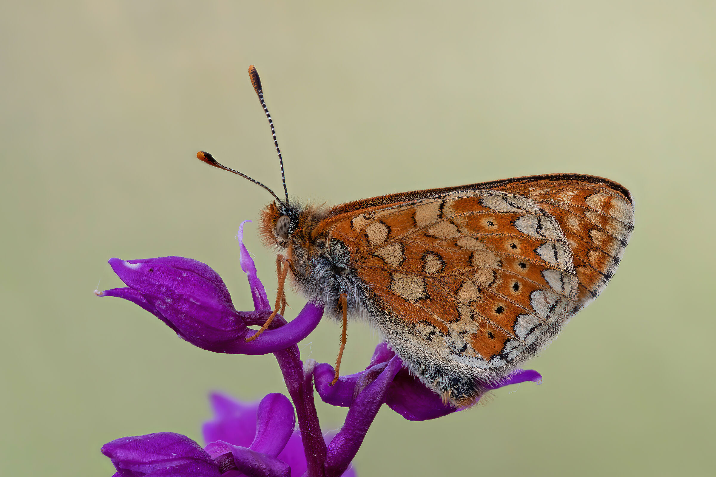 Euphydryas aurinia