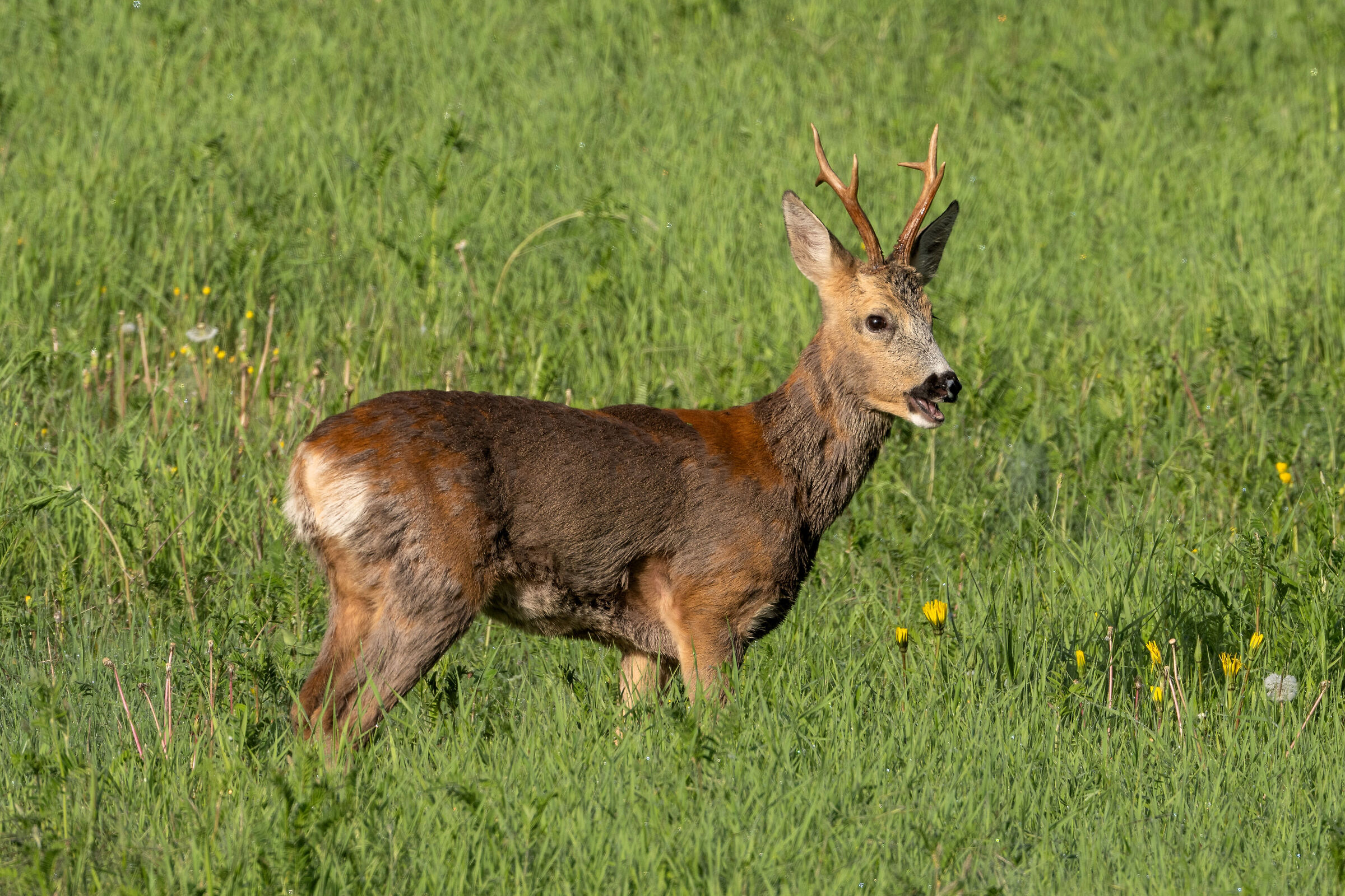 Capriolo (Capreolus capreolus)