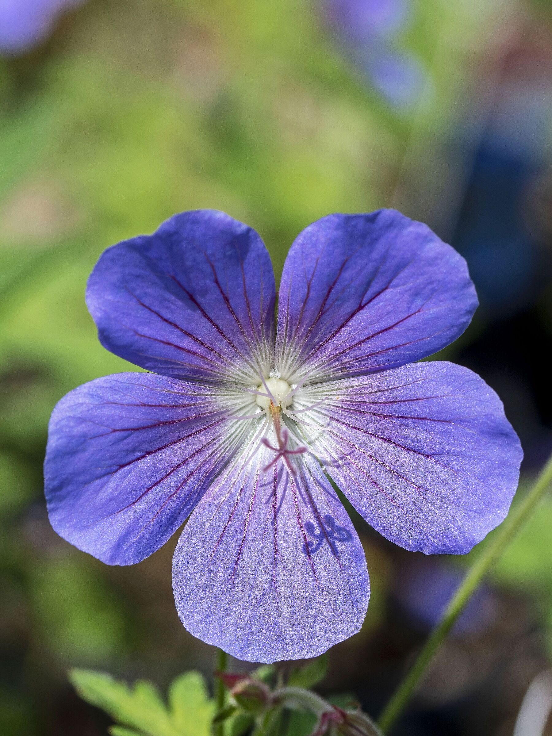Sundial or geranium Johnson blue?