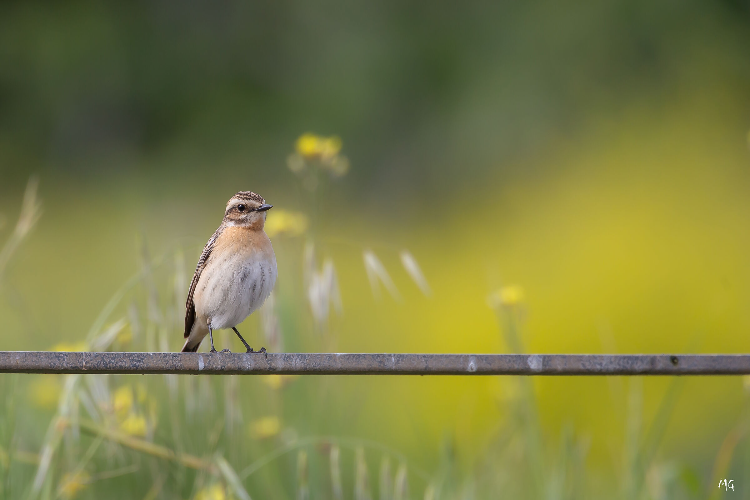 Whinchat