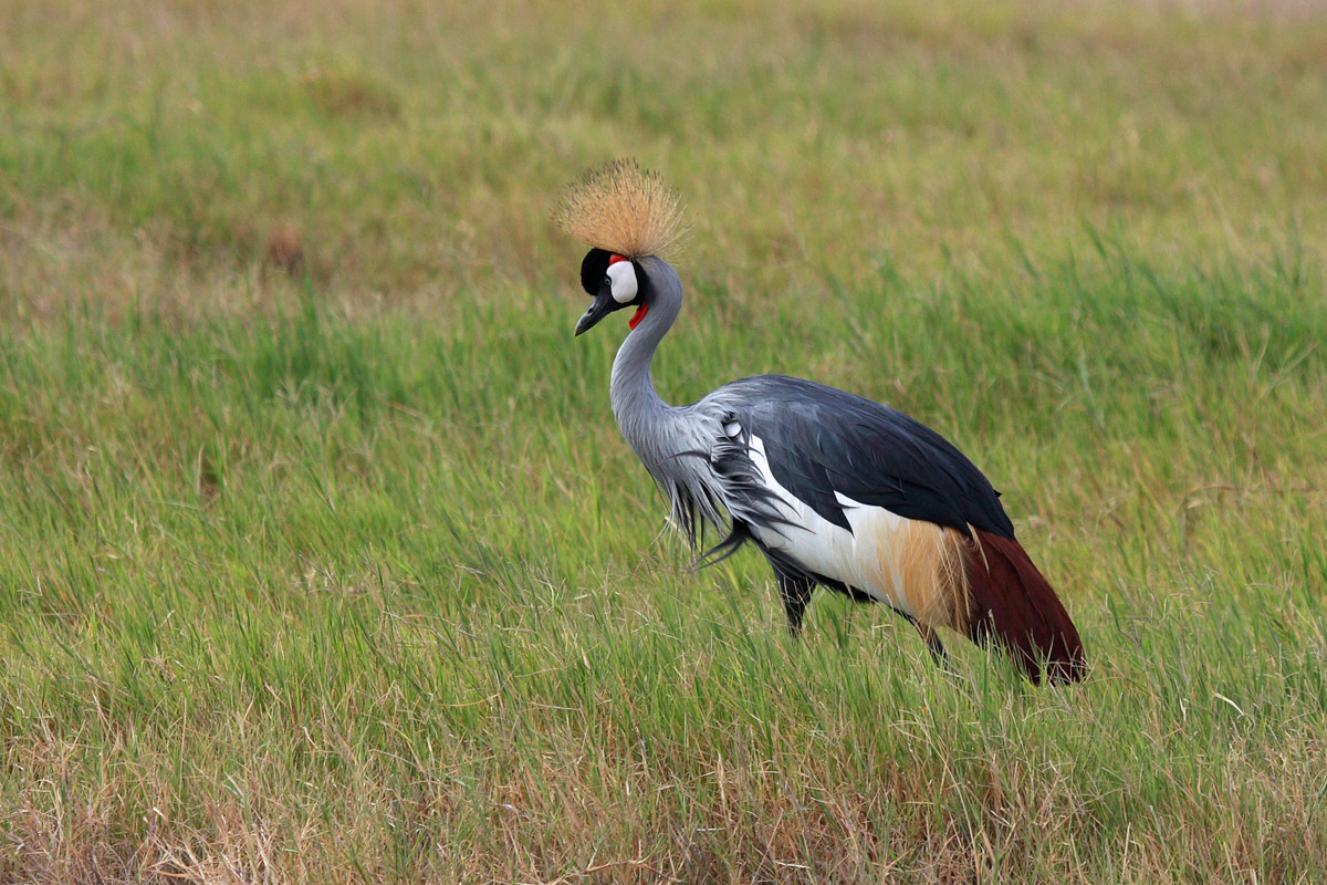 Crowned Crane