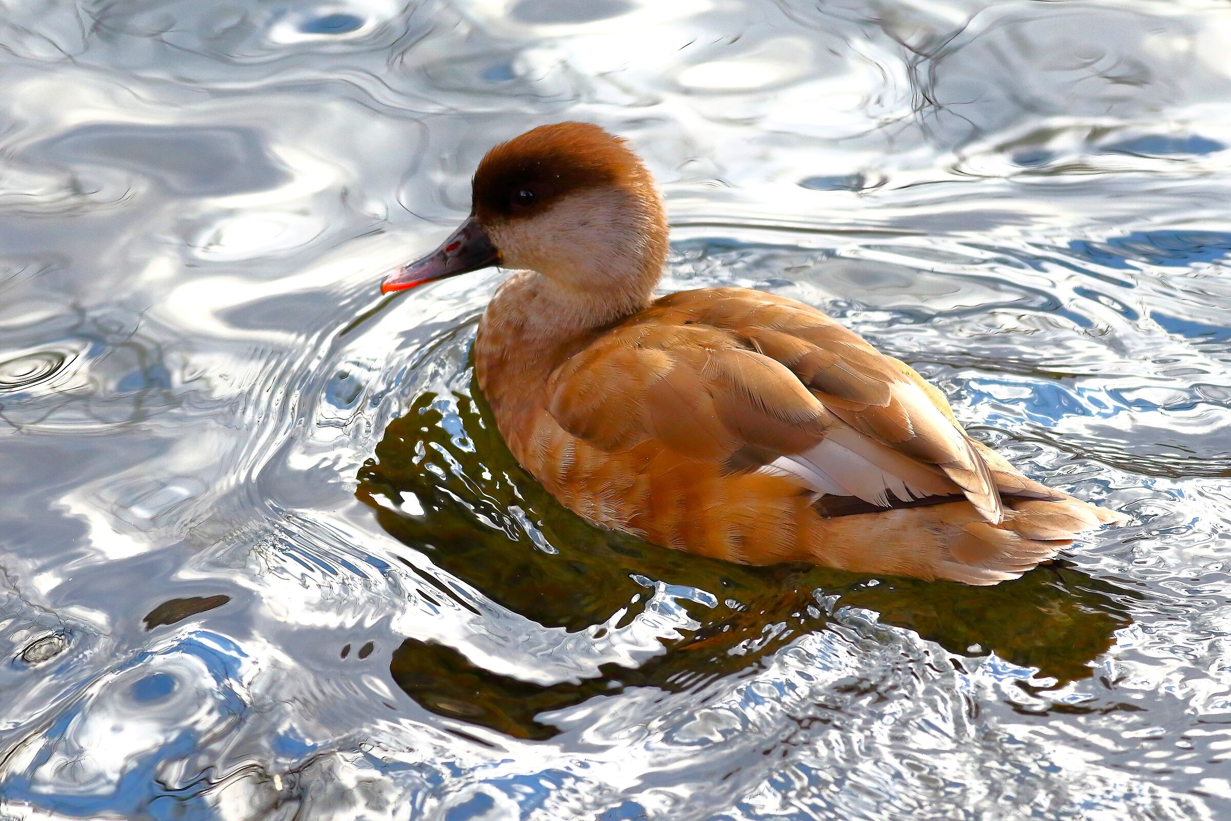 Turkish Pochard F 25 February 2024 - 6770