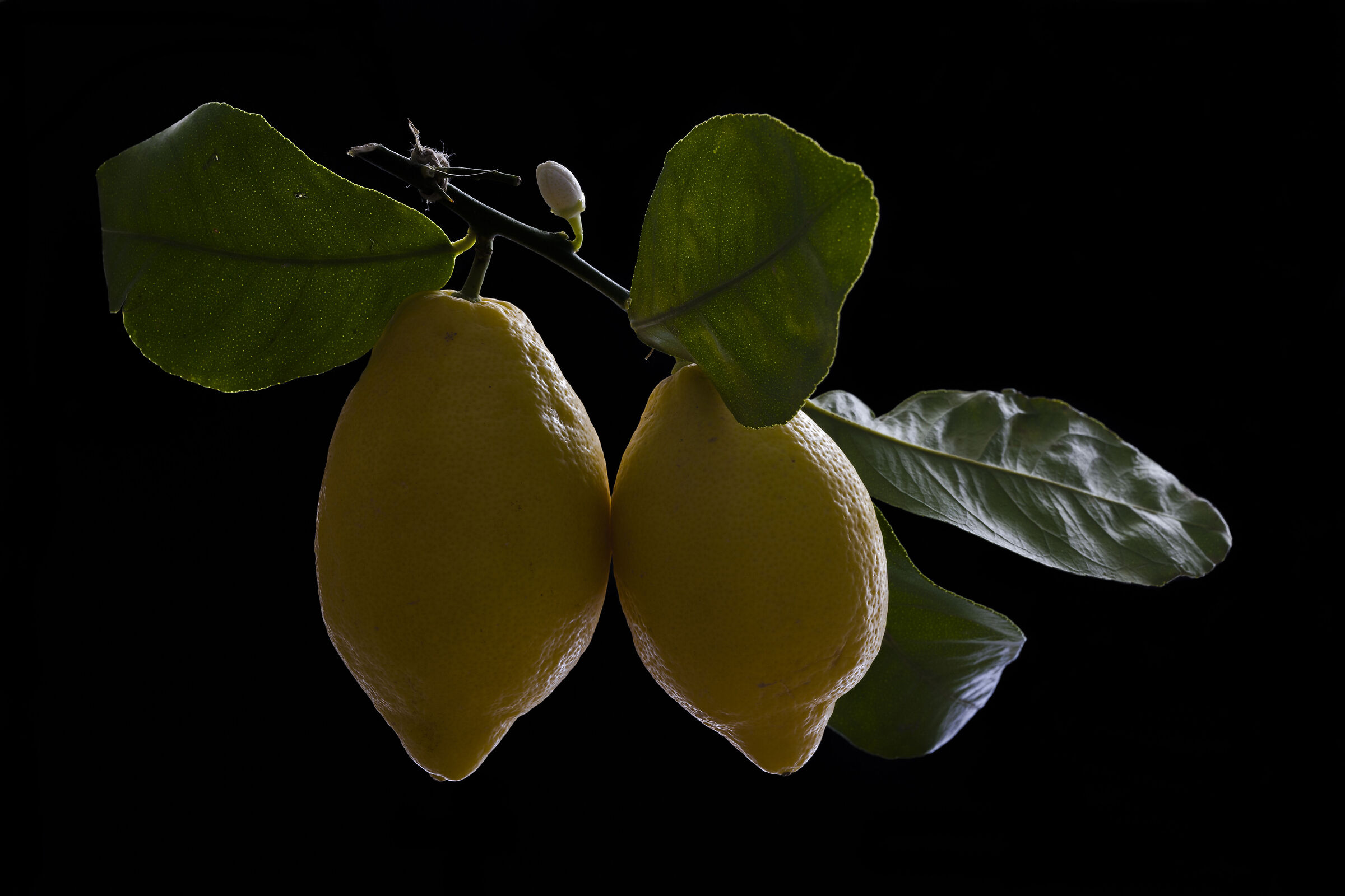 Limoni