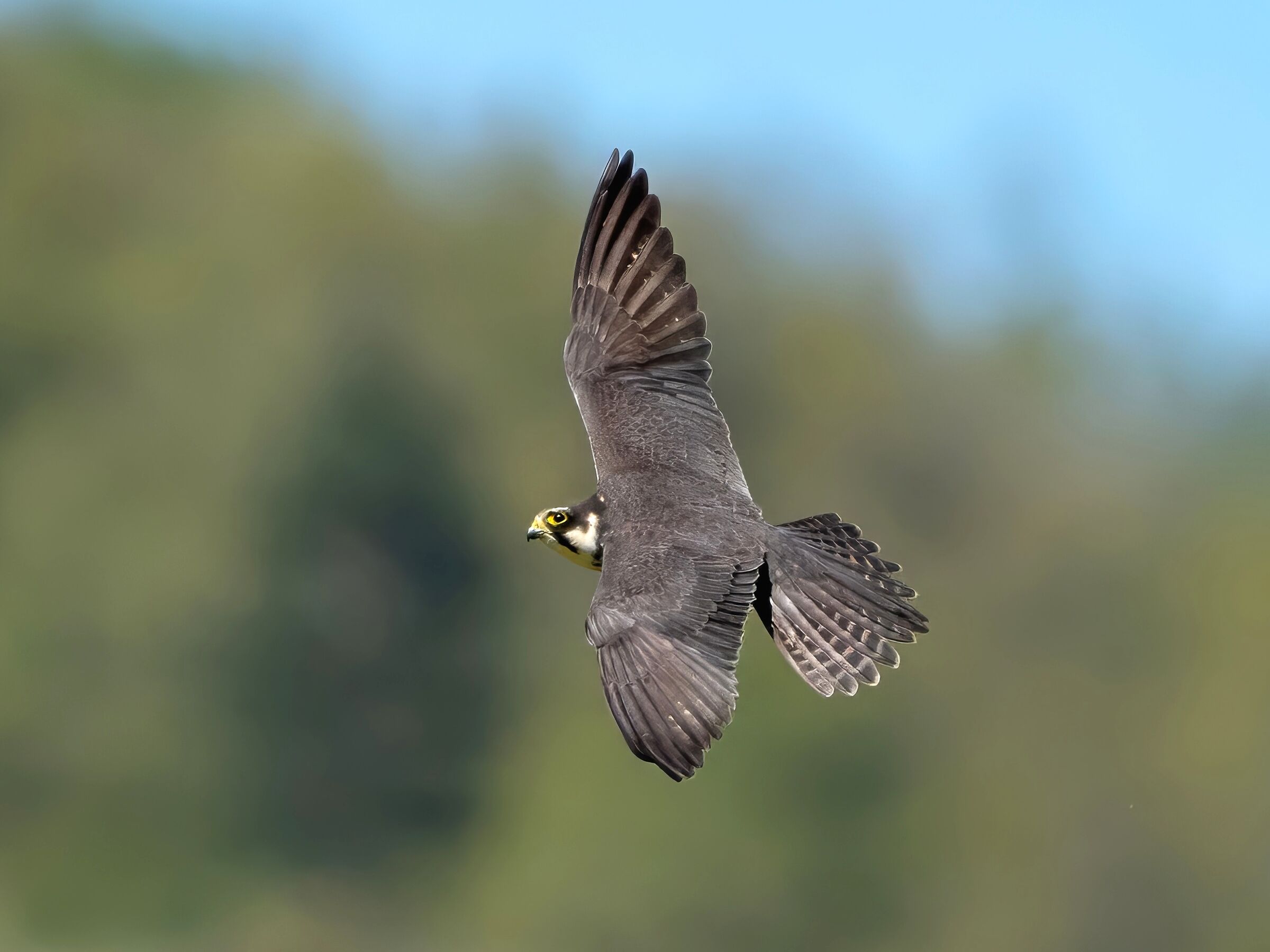 Hobby (Falco subbuteo)