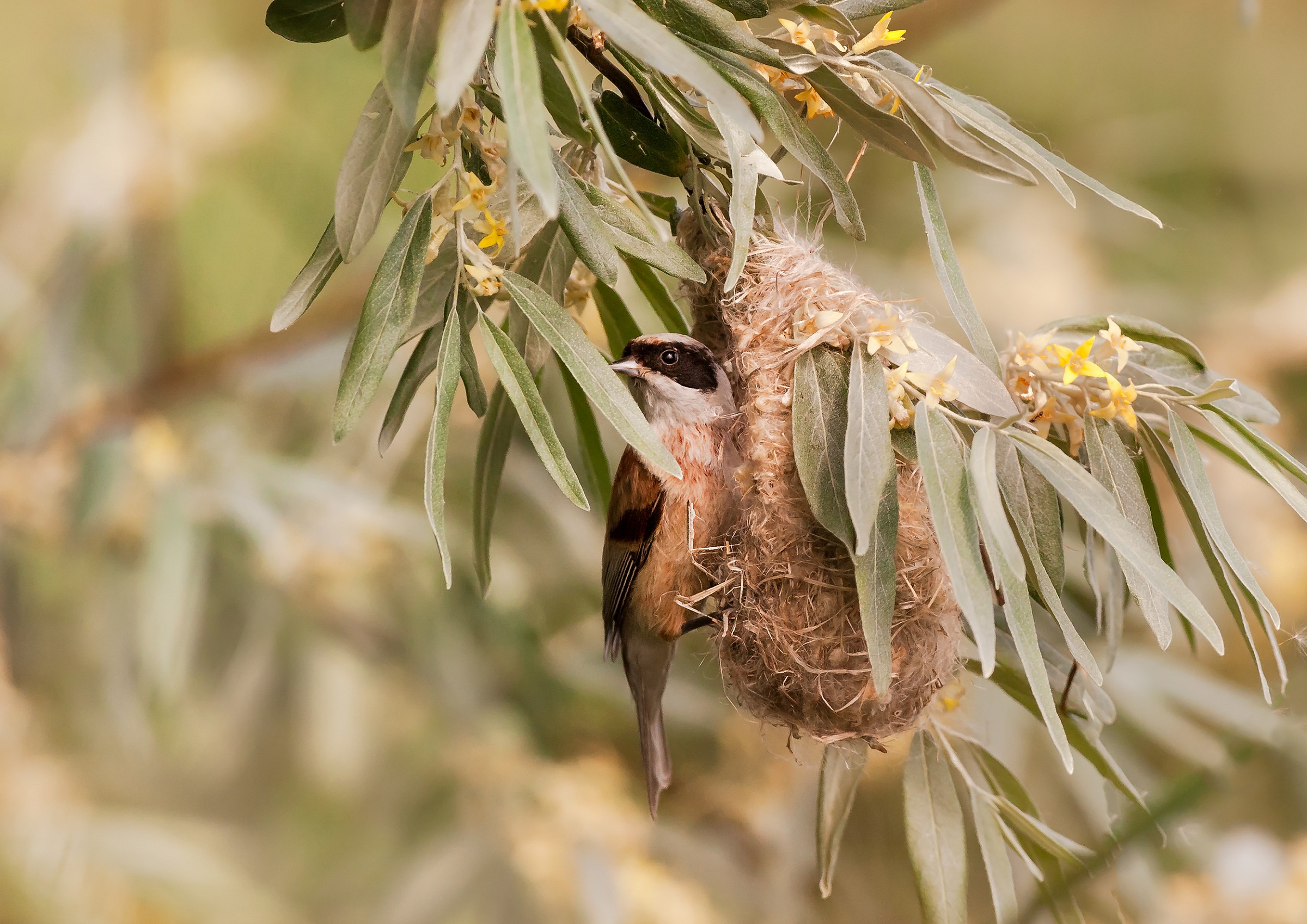 Pendolino Remiz pendulinus to the nest