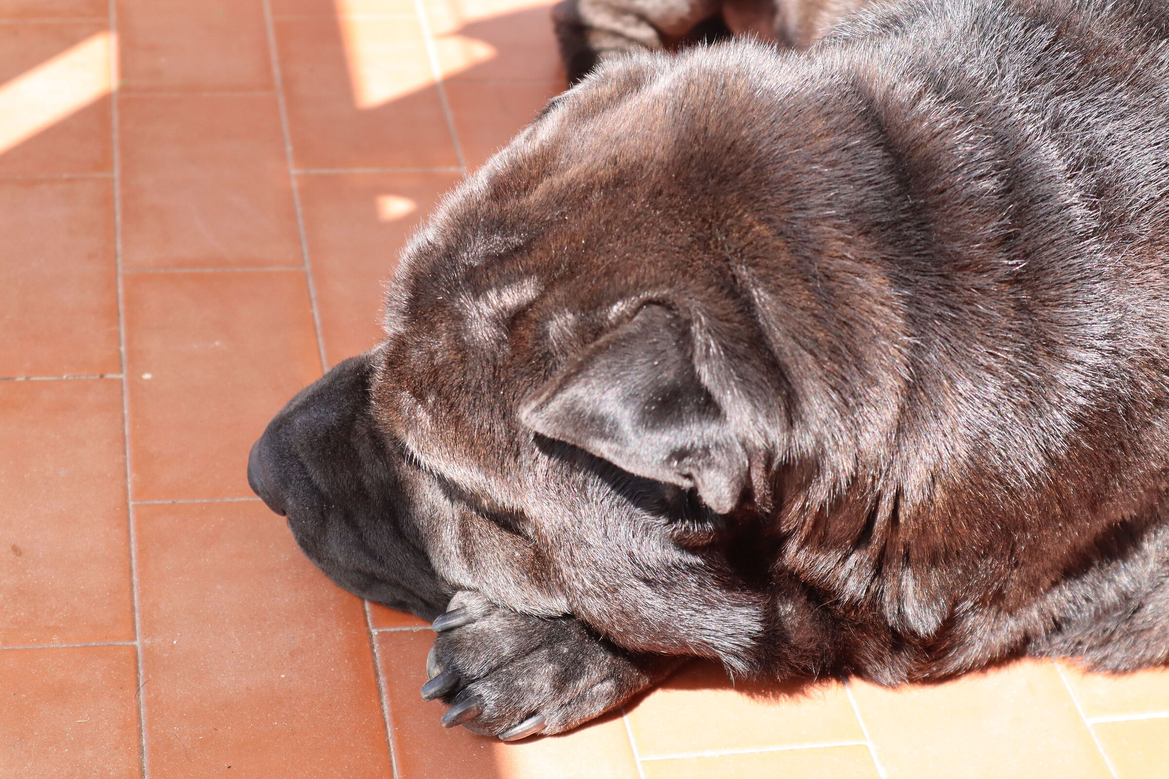 Pongo