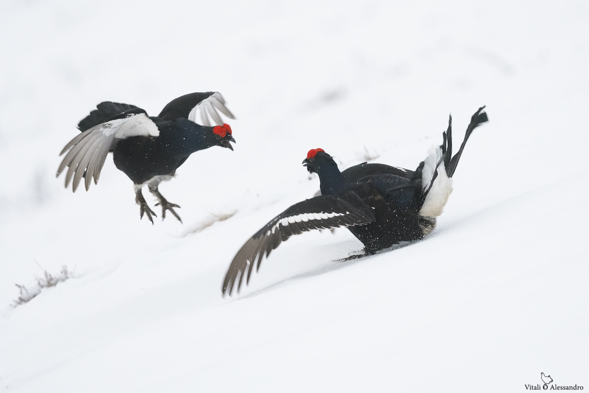 Fights at altitude...