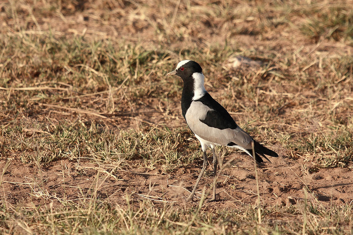 Blacksmith Lapwing