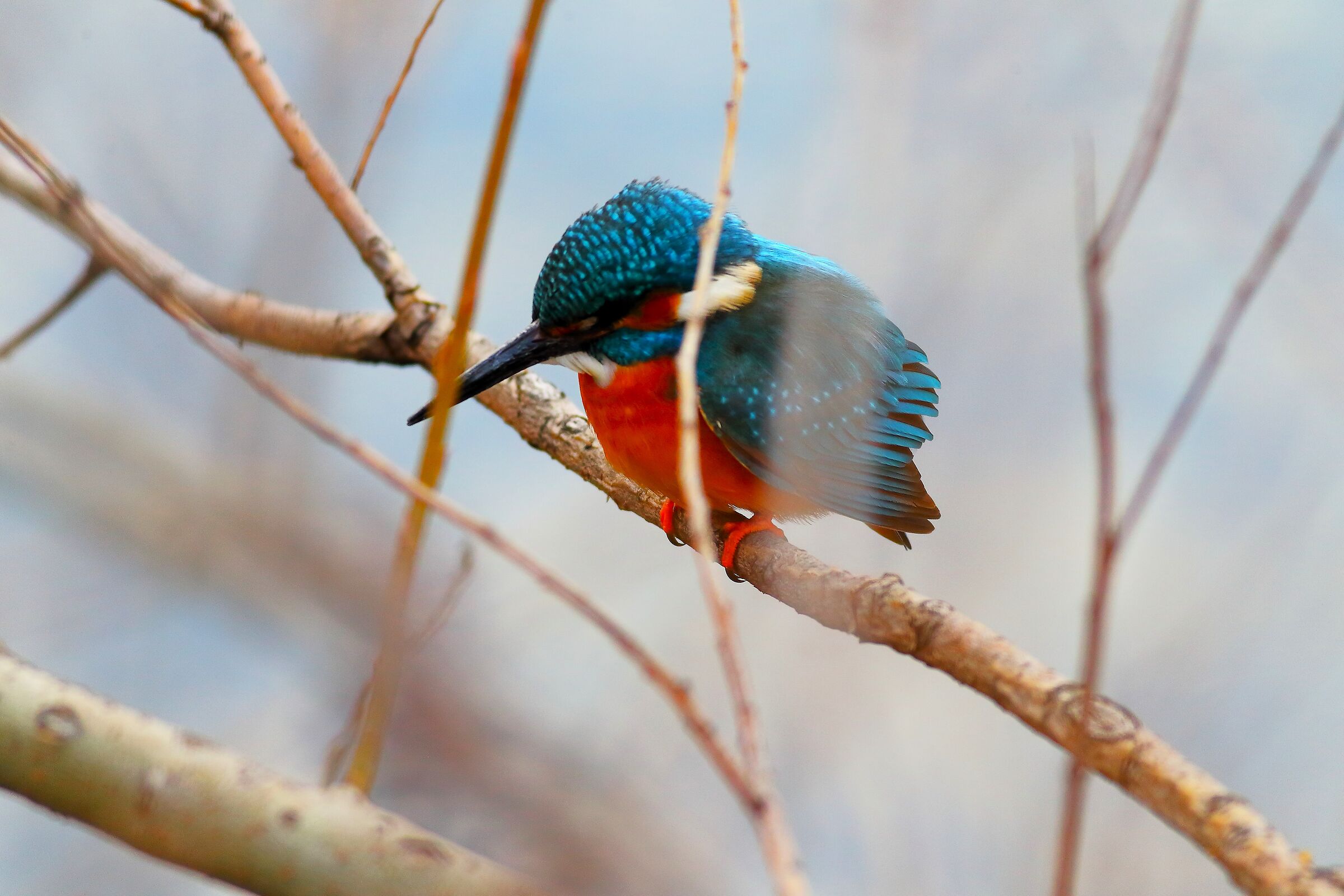 Kingfisher 25 February 2024 - 6790