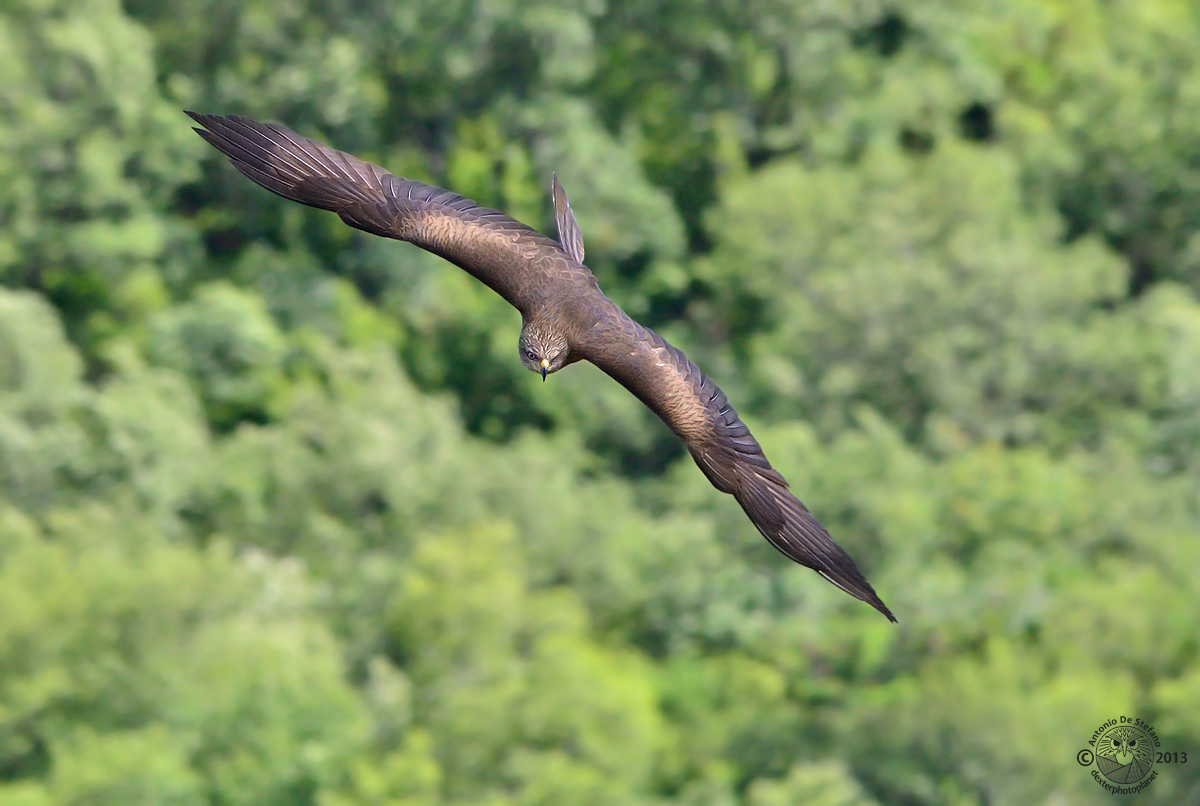 Il principe della Basilicata (Milvus migrans)