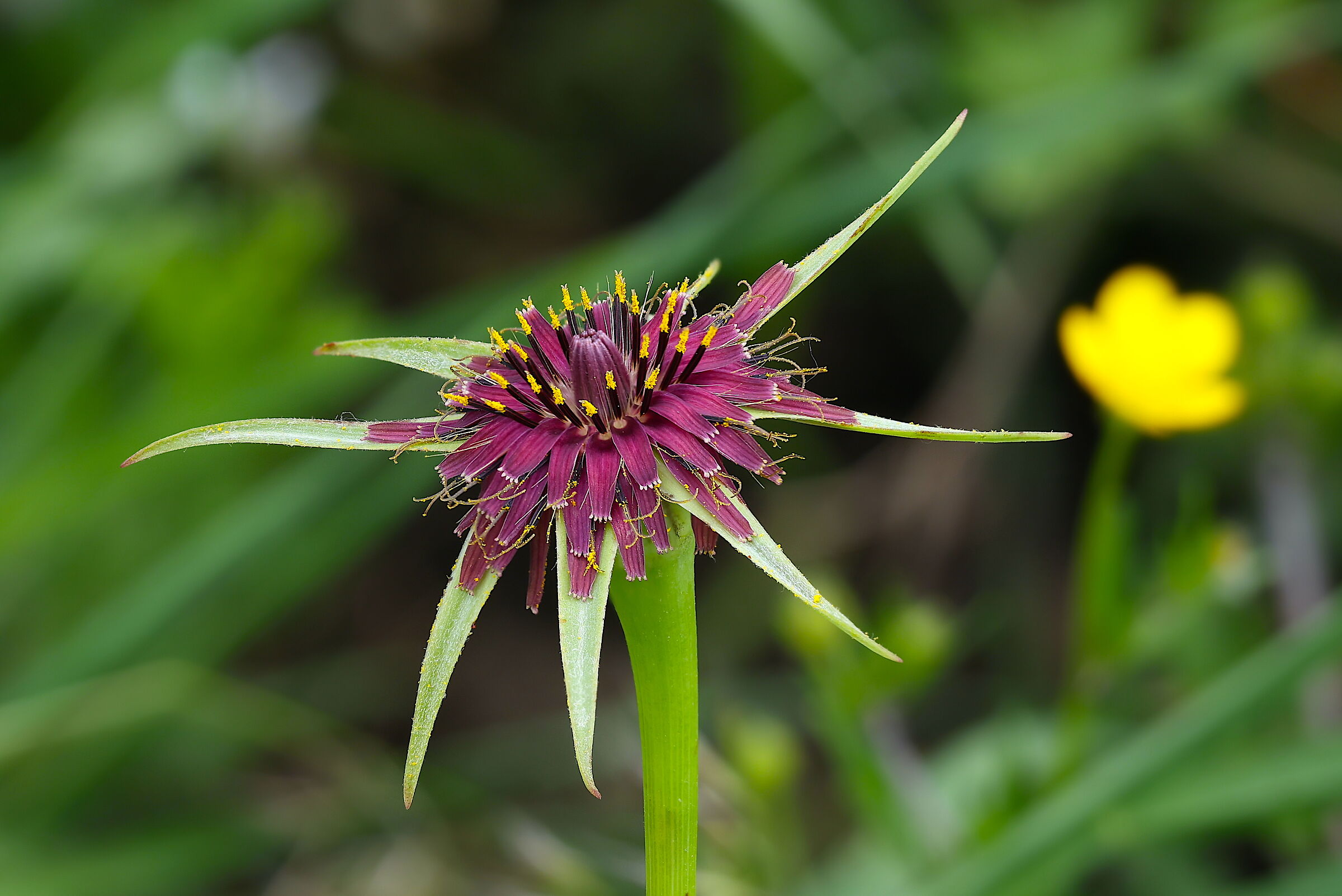 Tragopogon porrifolius
