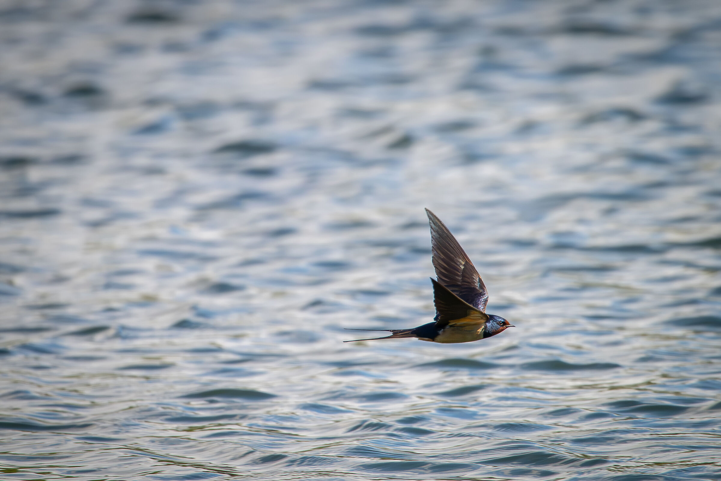 Swallow in flight