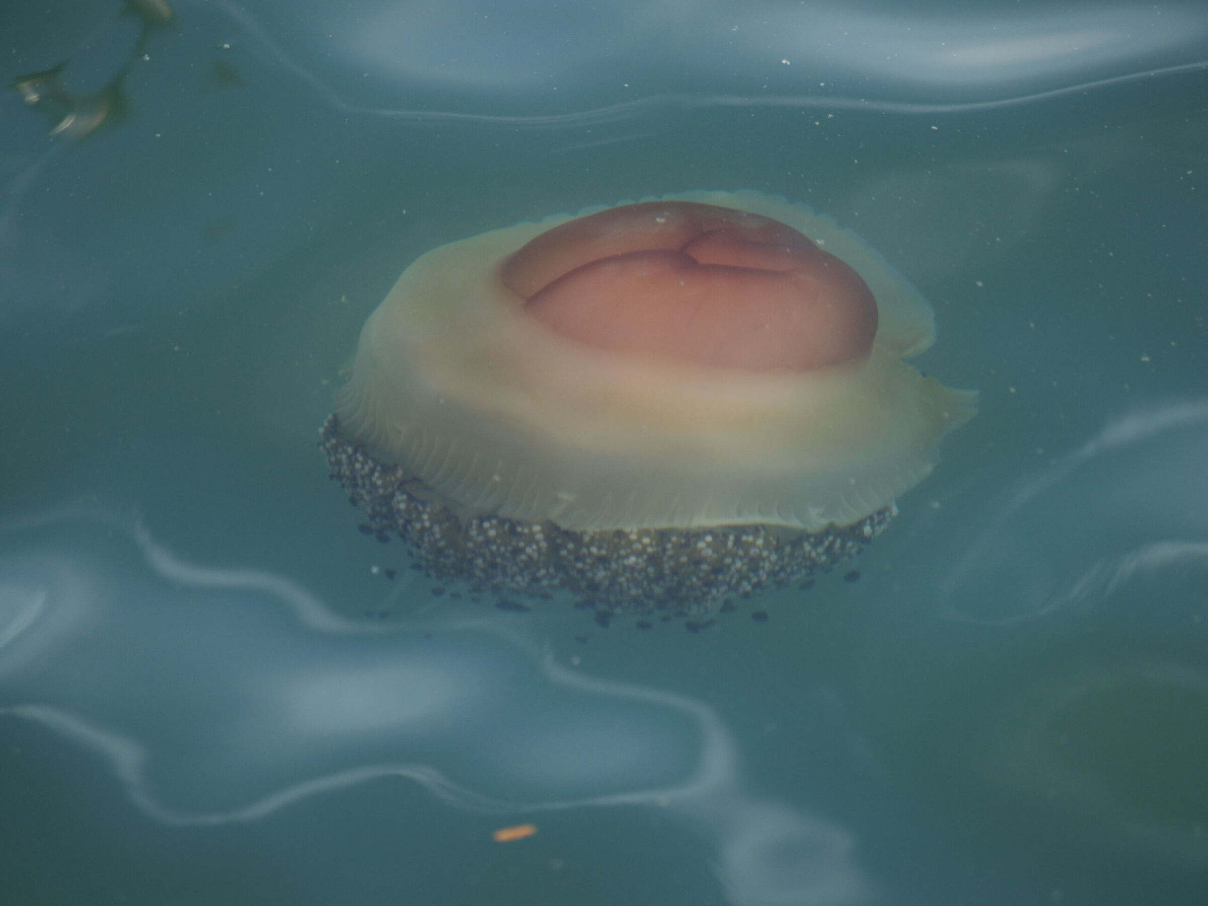 Mediterranean Cassiopeia