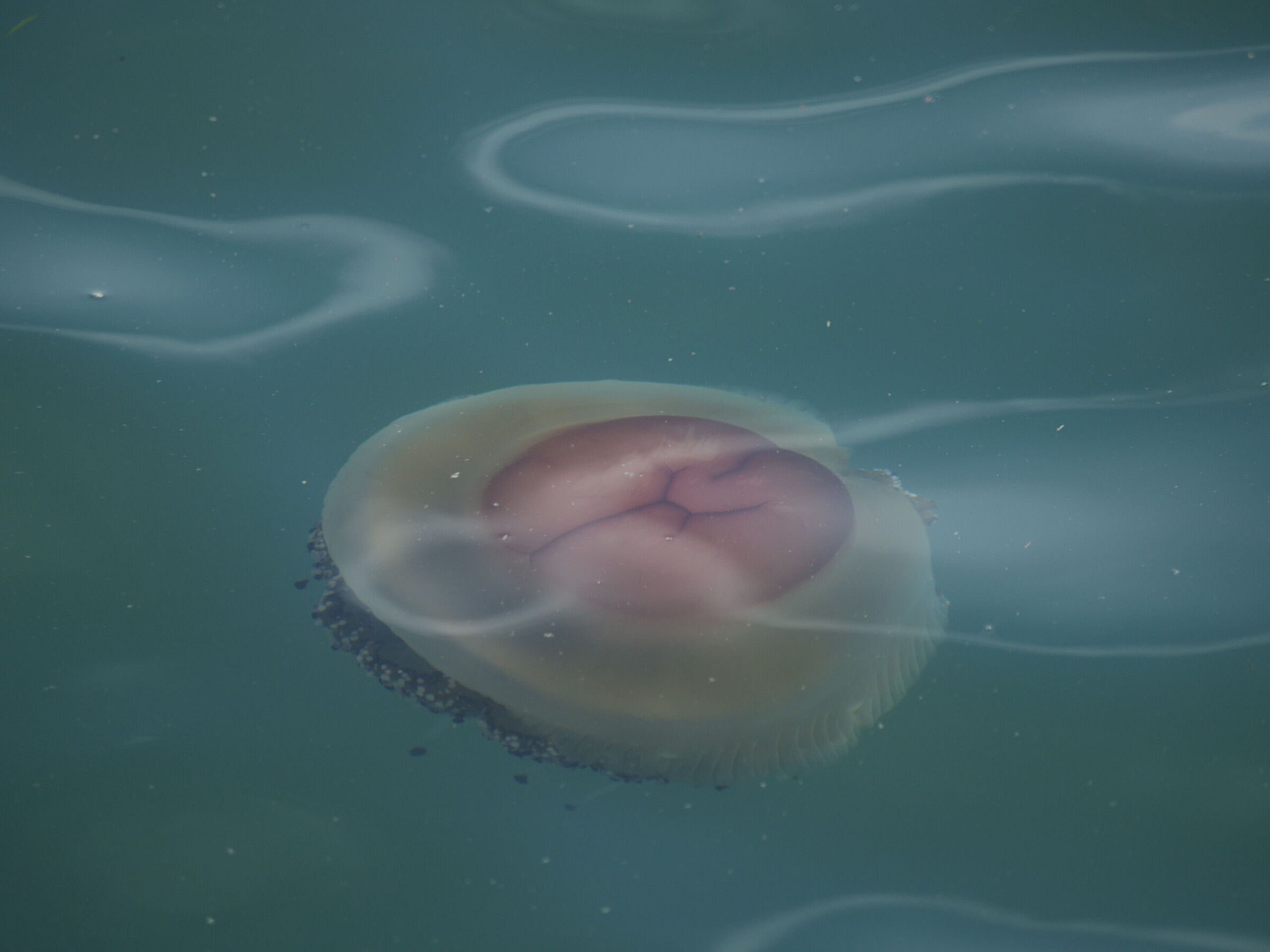 Mediterranean Cassiopeia