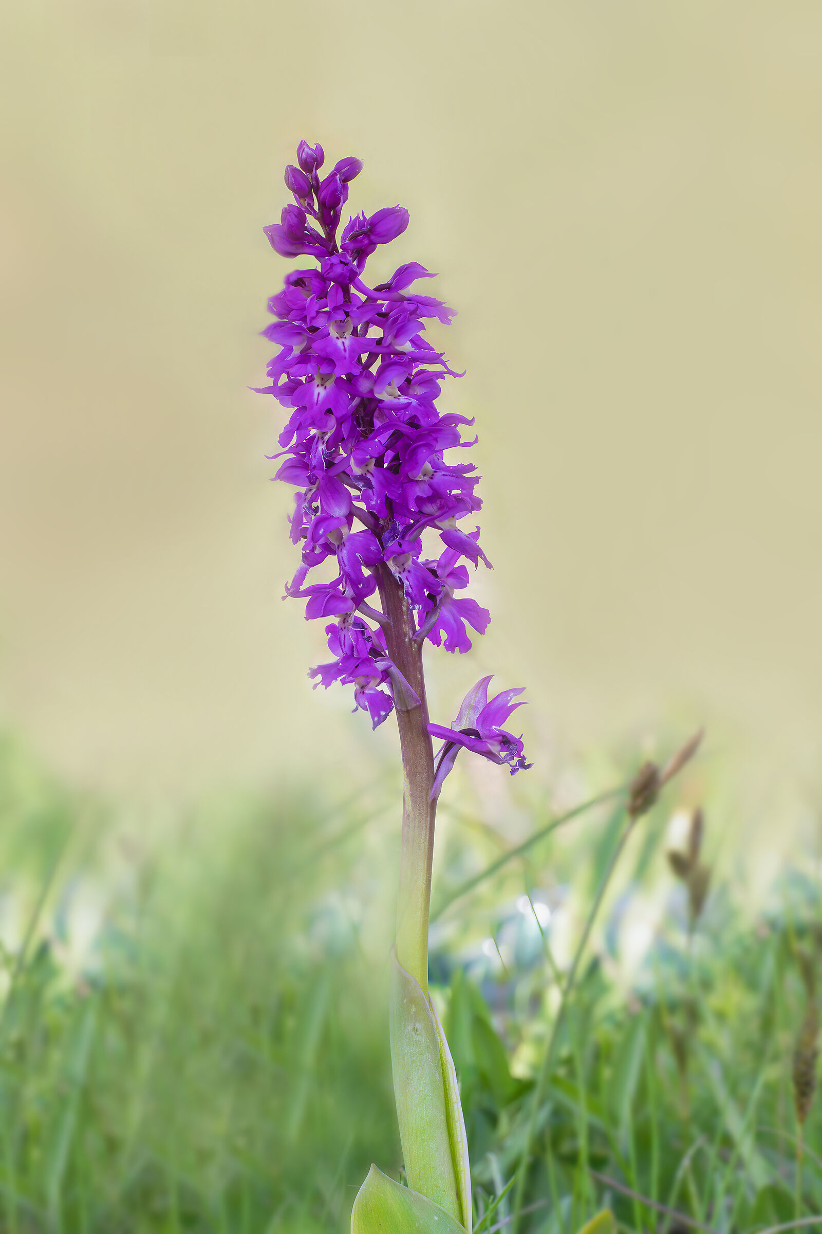 Orchis mascula