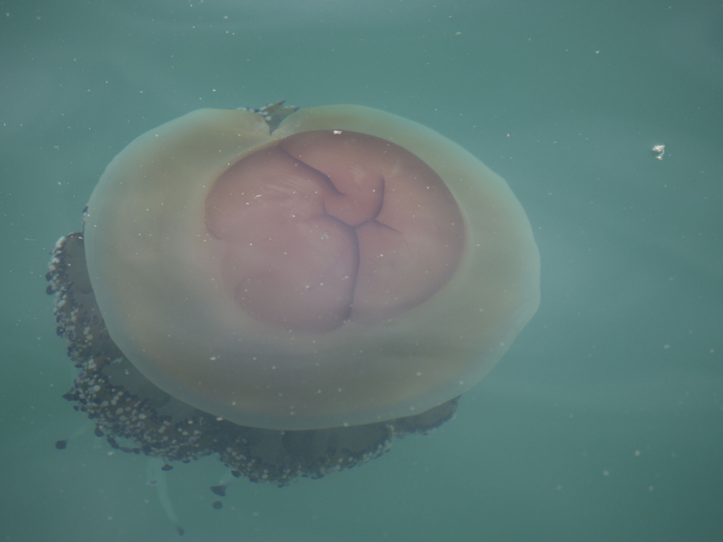 Mediterranean Cassiopeia