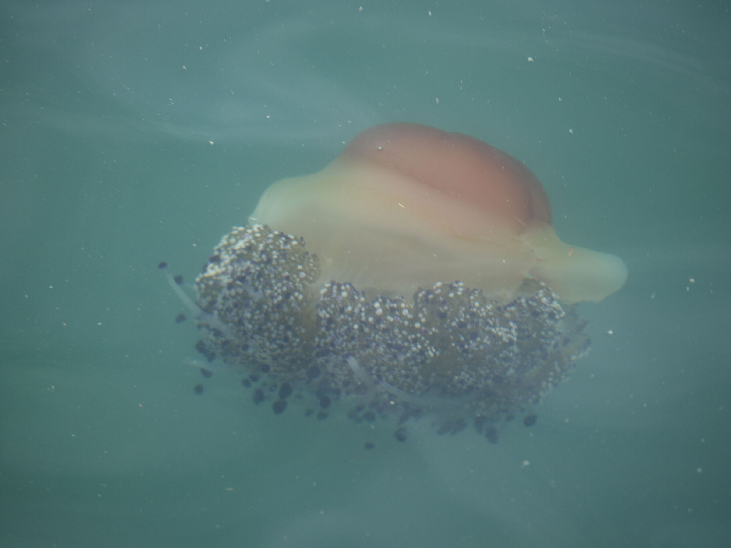 Mediterranean Cassiopeia