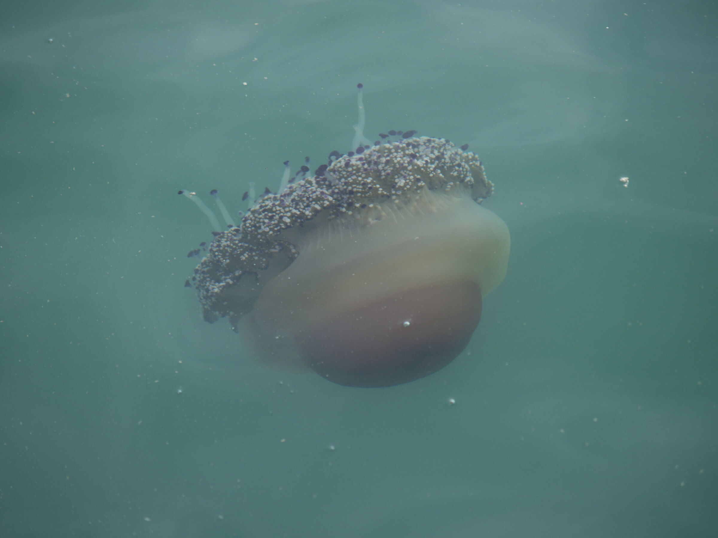 Mediterranean Cassiopeia