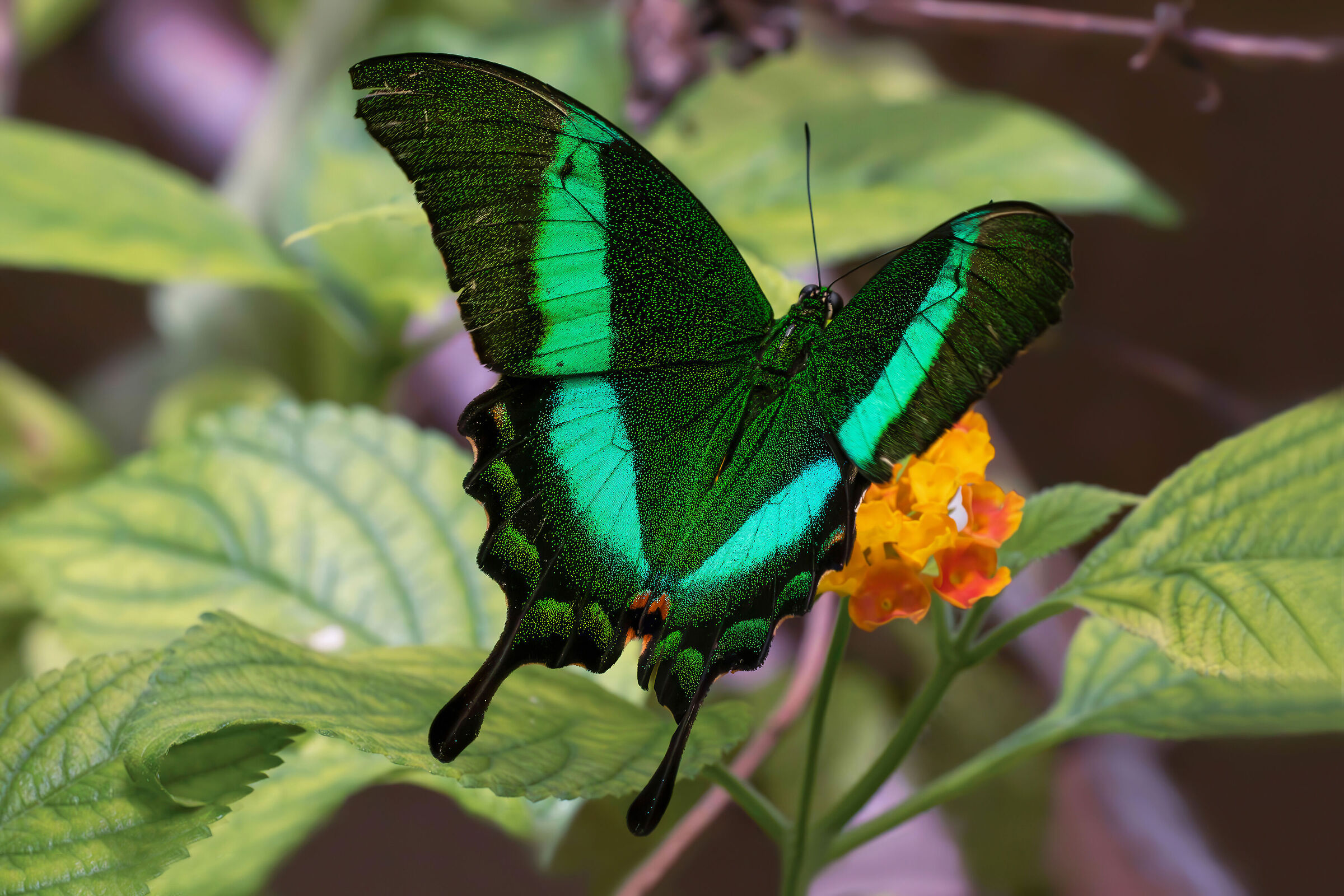 Papilio palinurus