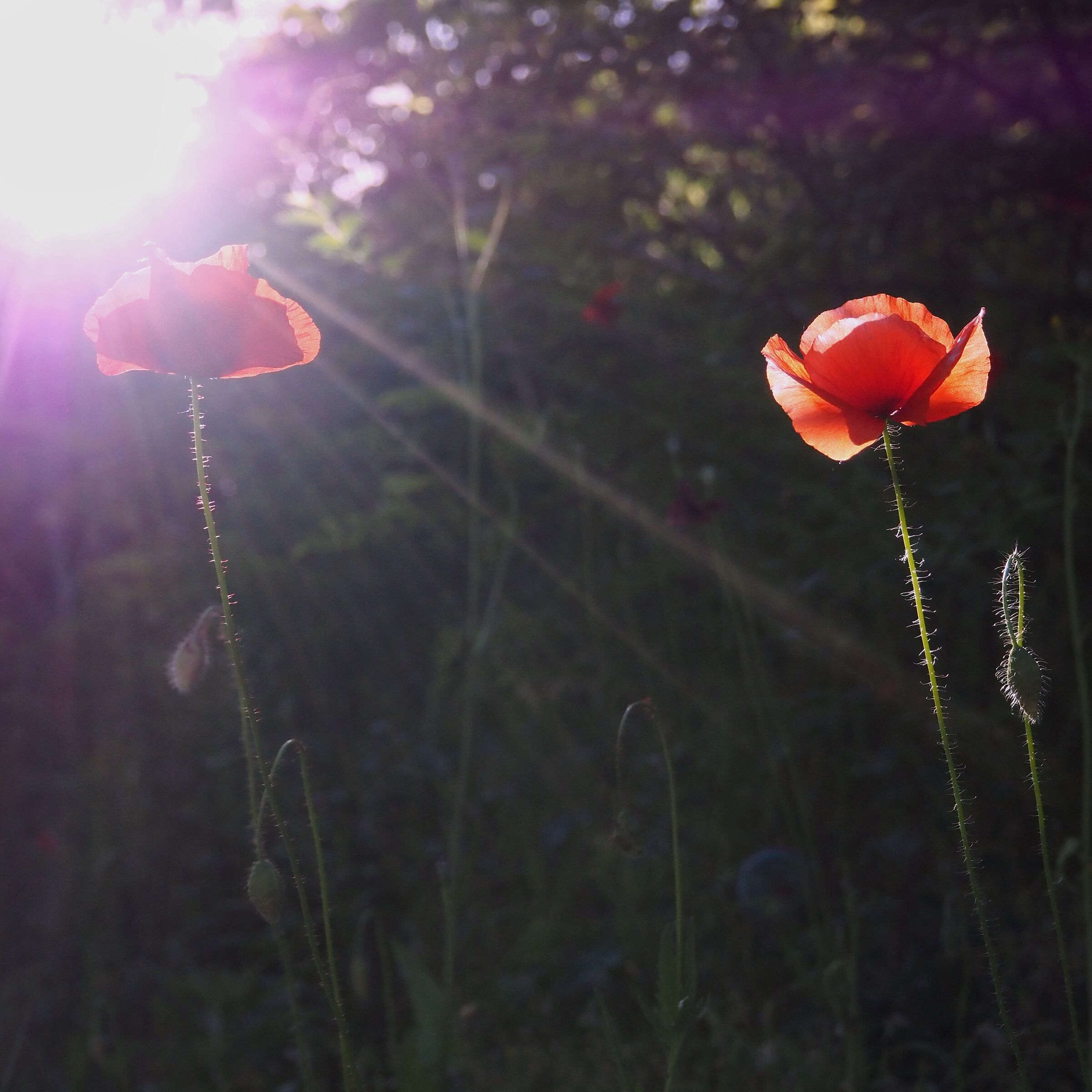 Poppy - Couple