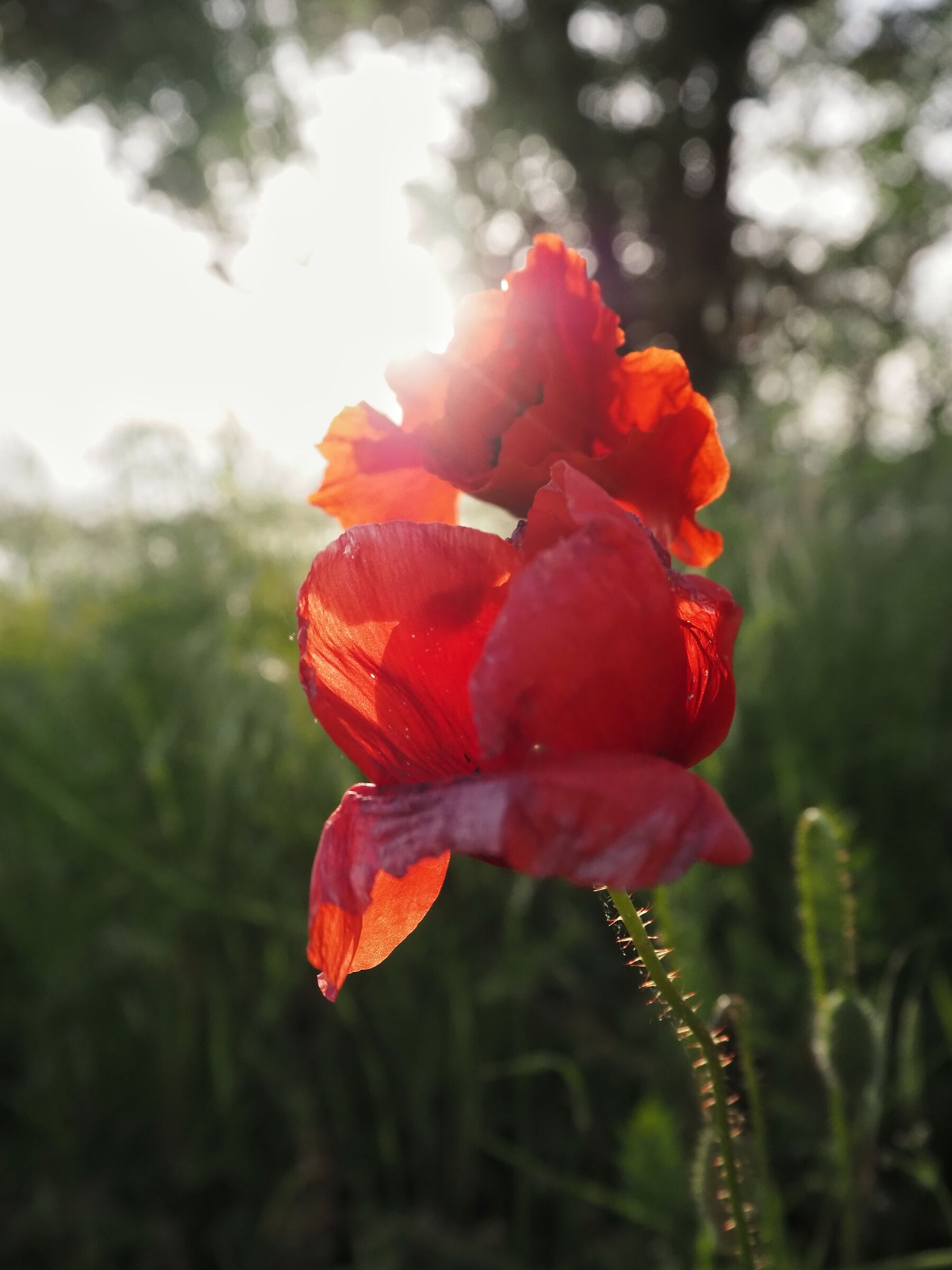 Poppy - Silk