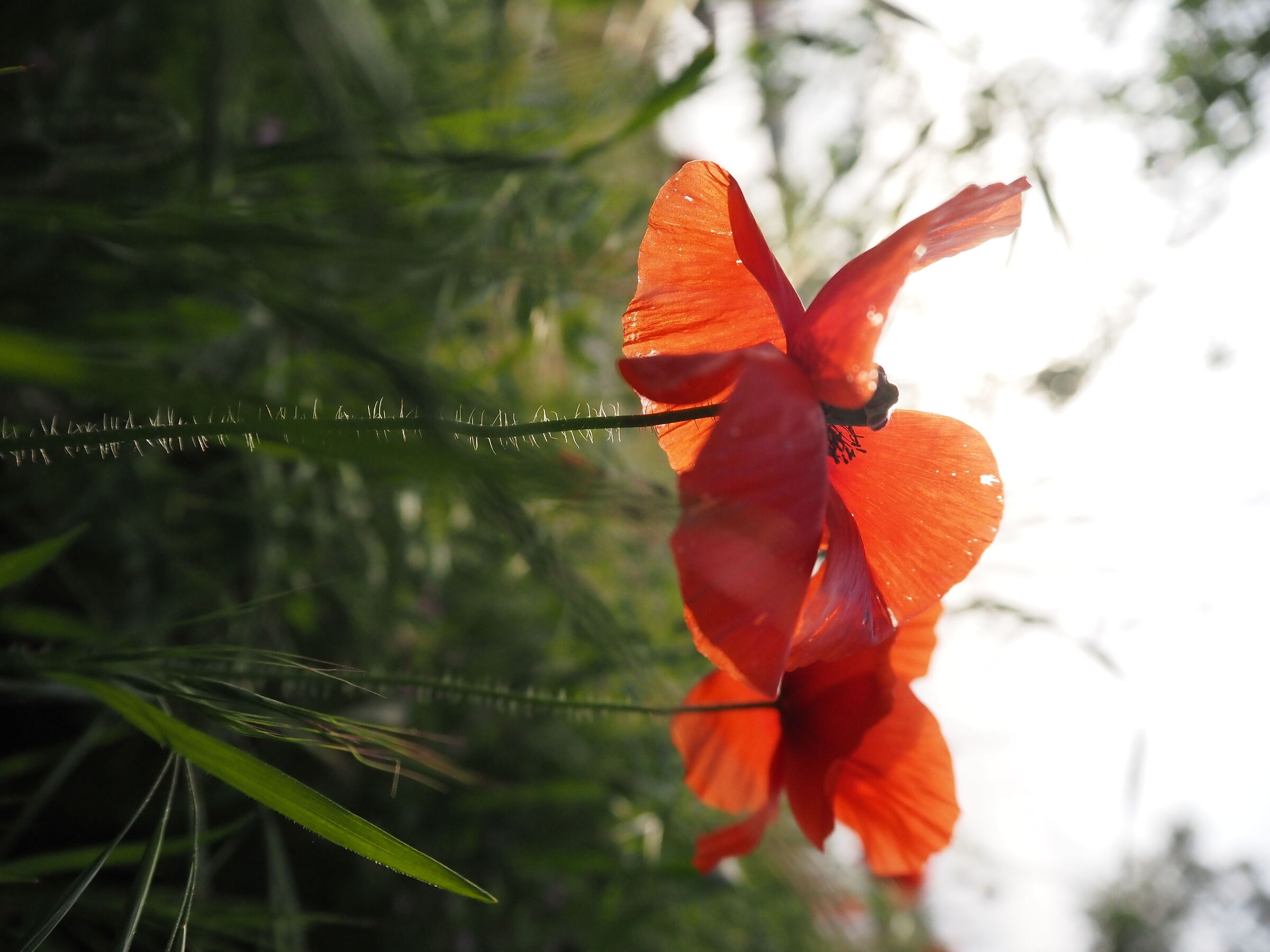 Poppy - Fleetingness