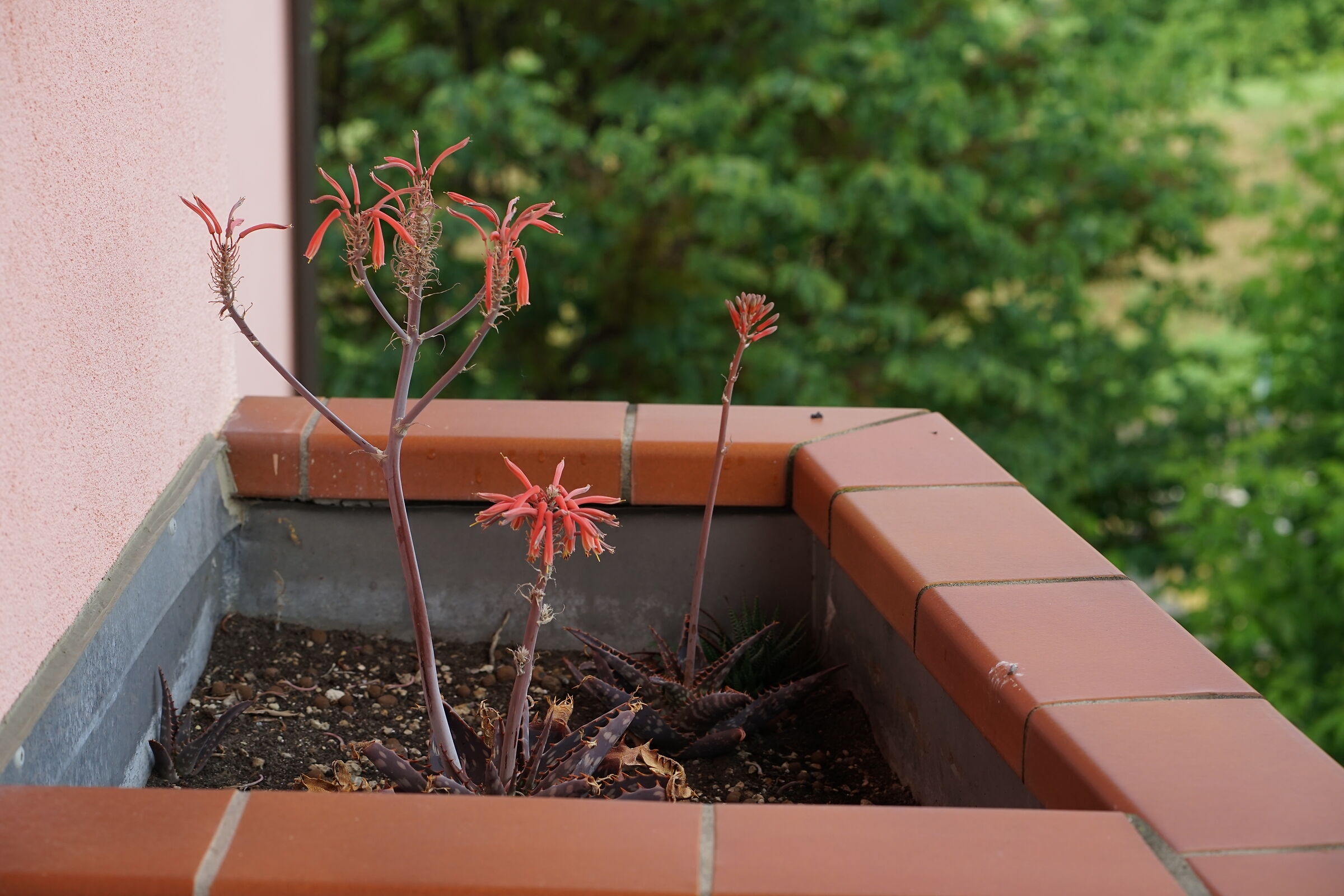 Reference Test Sony 85 mm f.1.8